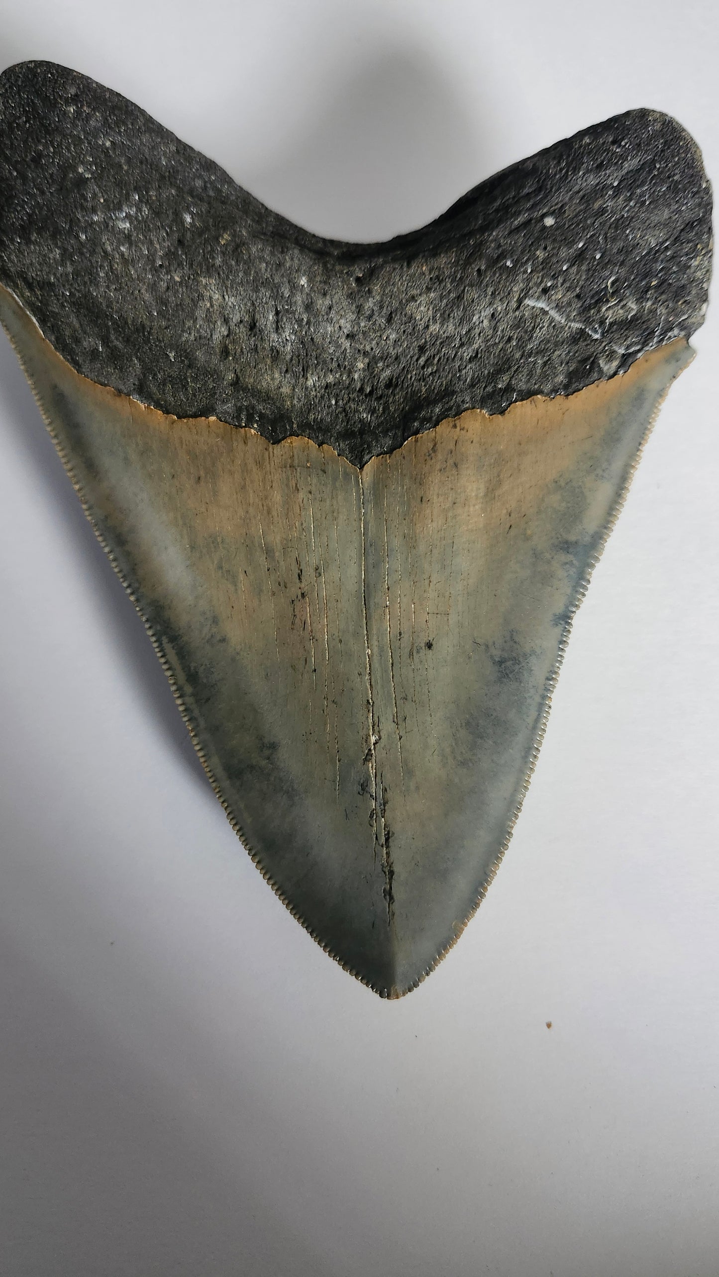 5.4" Megalodon Tooth