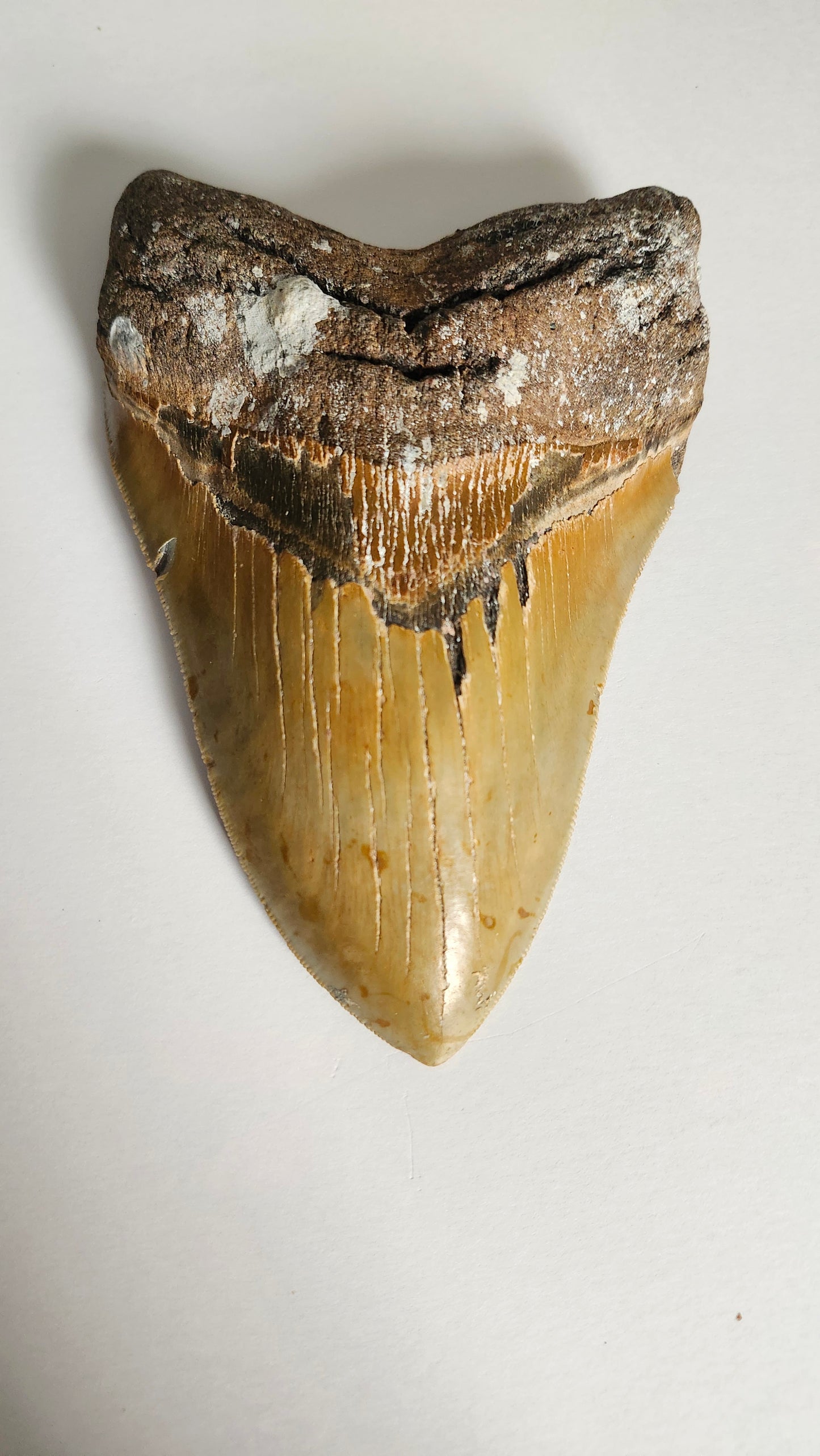 6.2" Megalodon Tooth