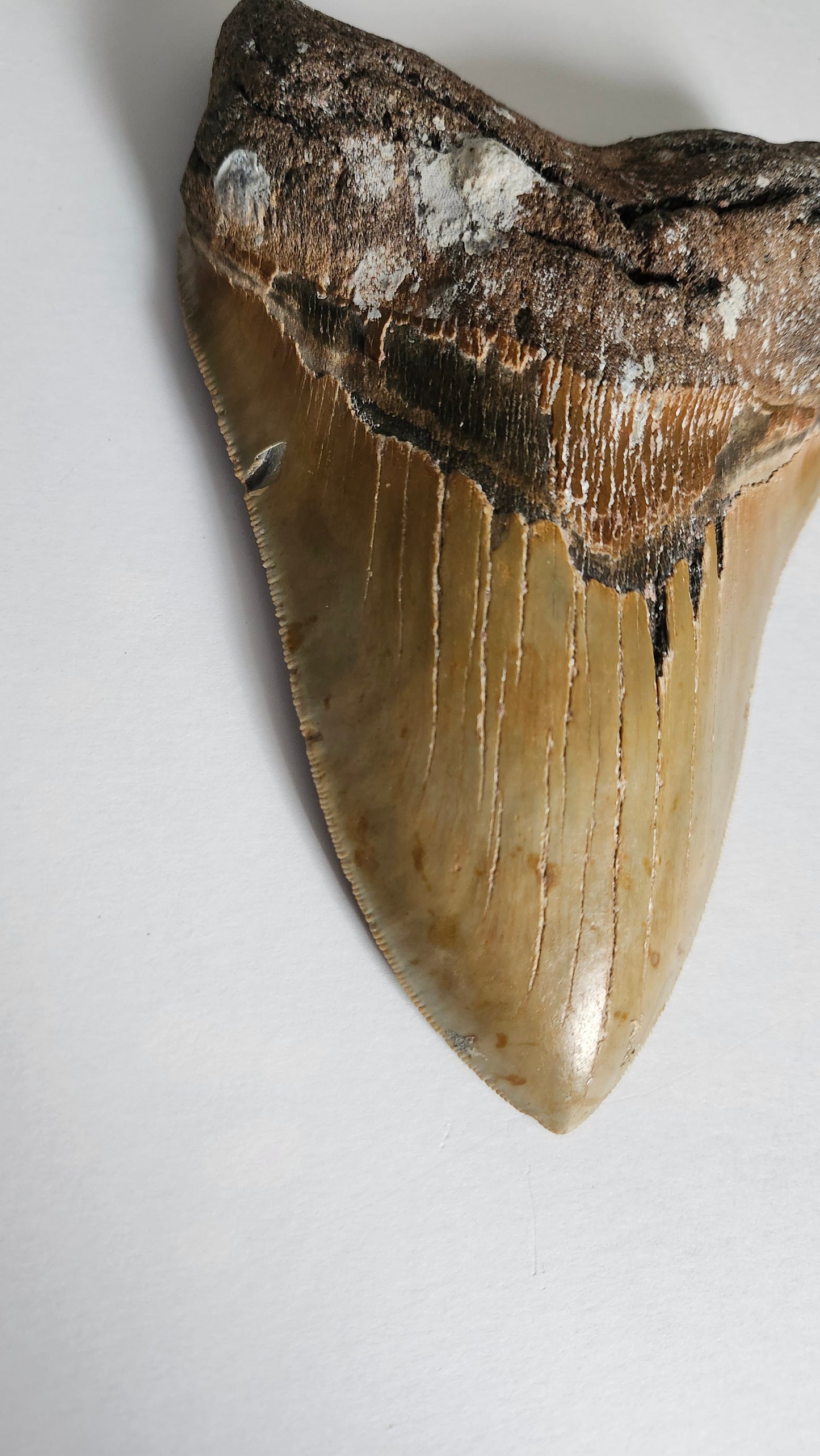 6.2" Megalodon Tooth