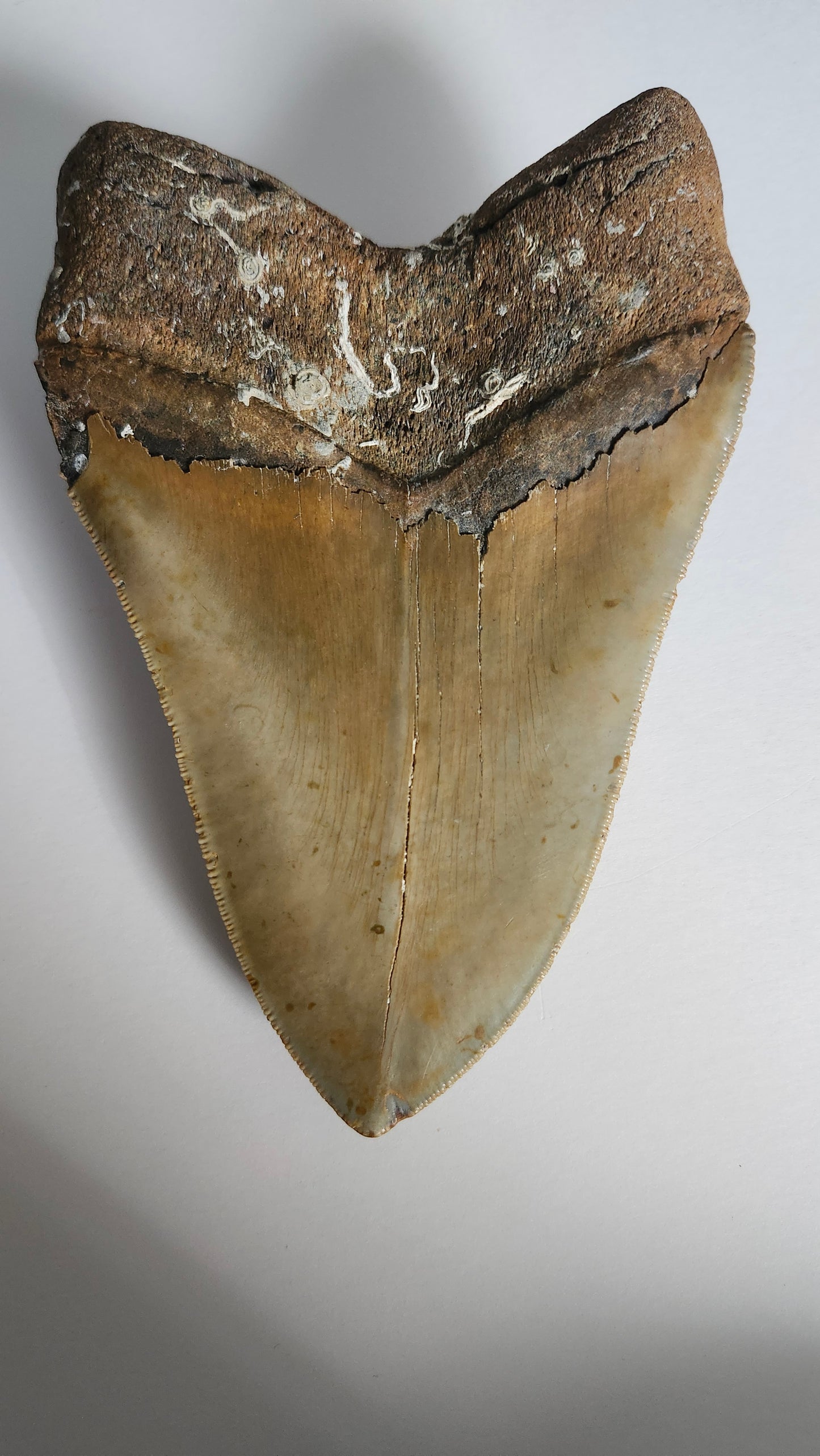 6.2" Megalodon Tooth