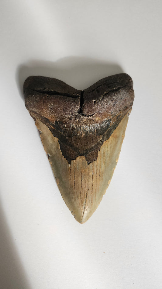 6.3" Megalodon Tooth