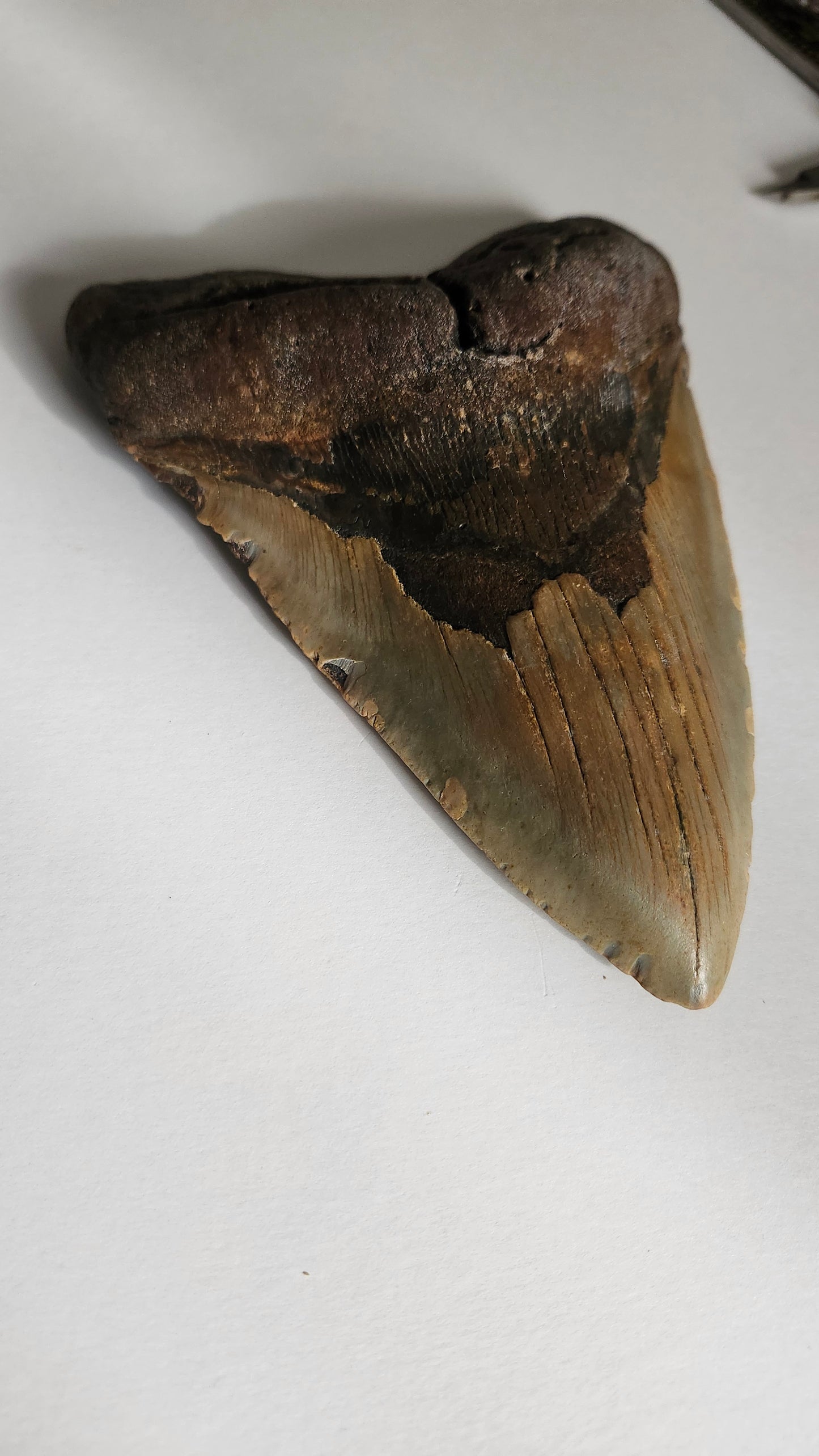 6.3" Megalodon Tooth