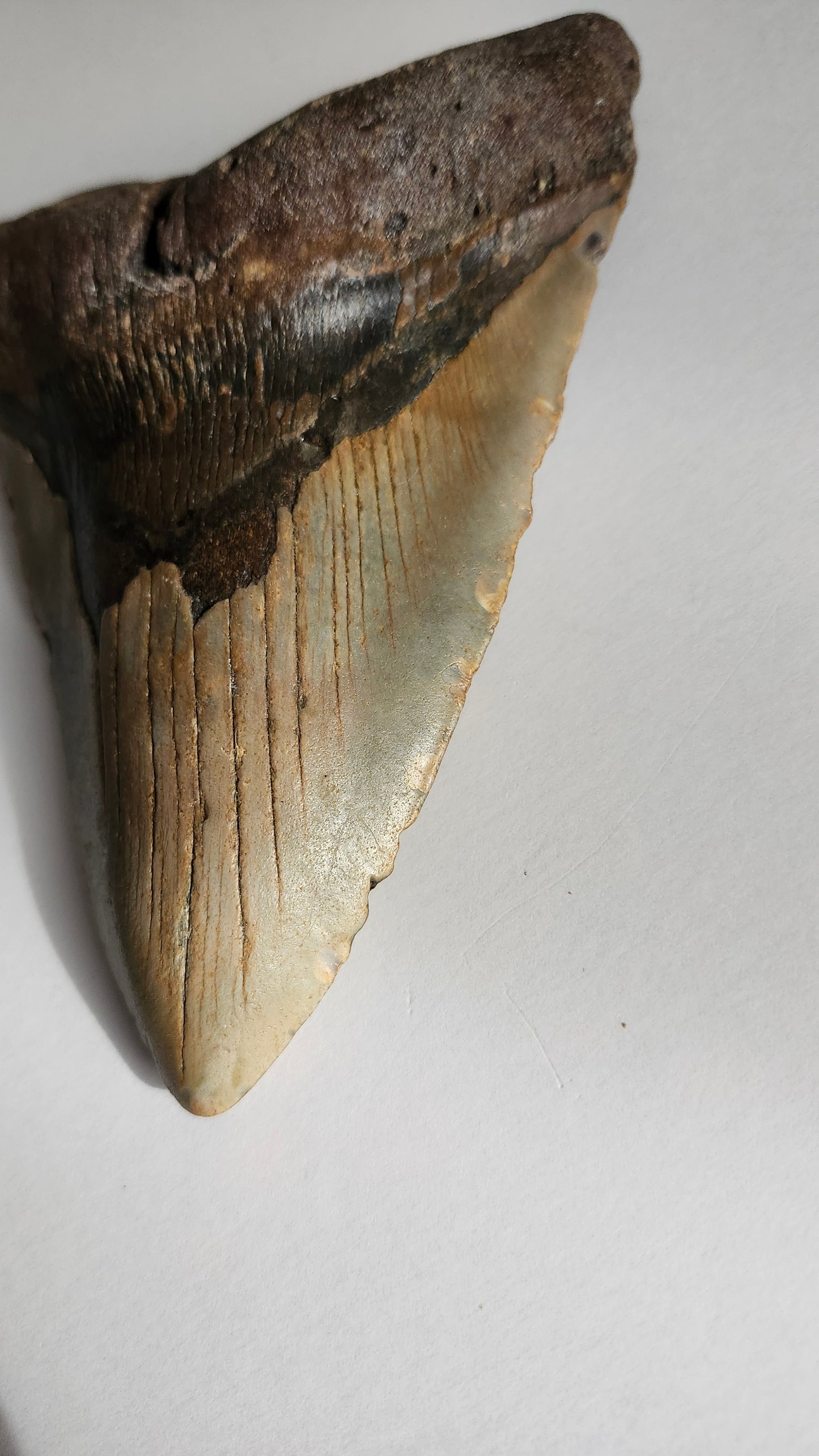 6.3" Megalodon Tooth