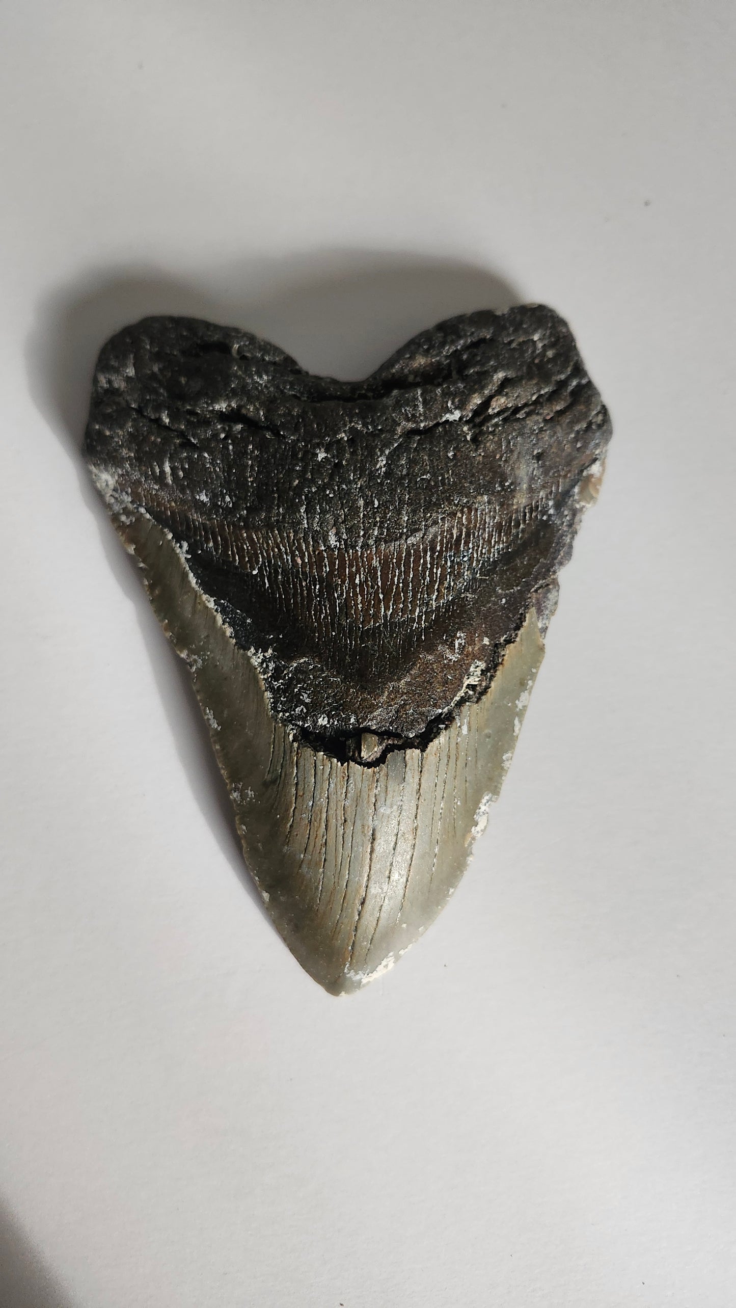 6" Megaladon Tooth