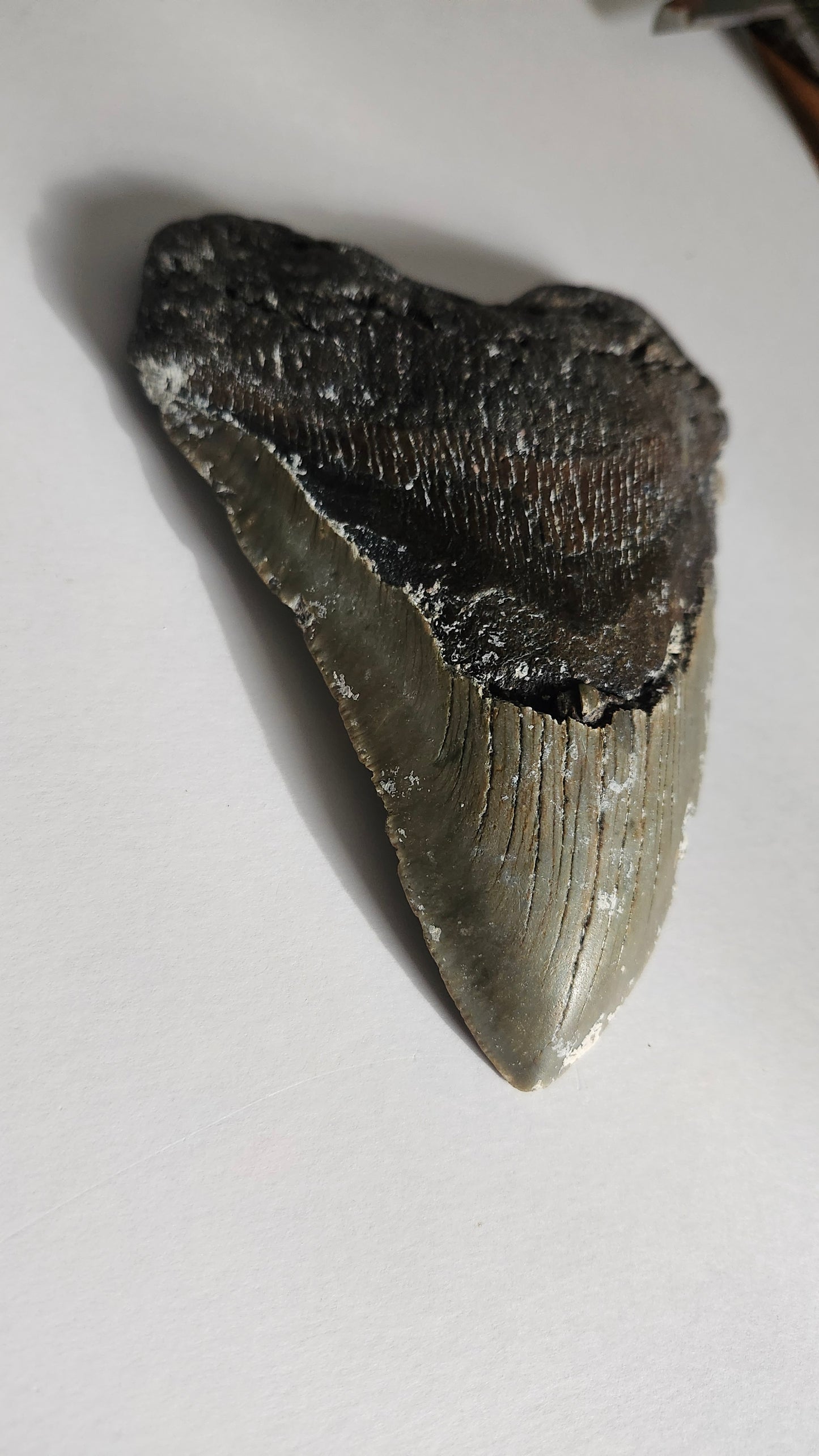 6" Megaladon Tooth