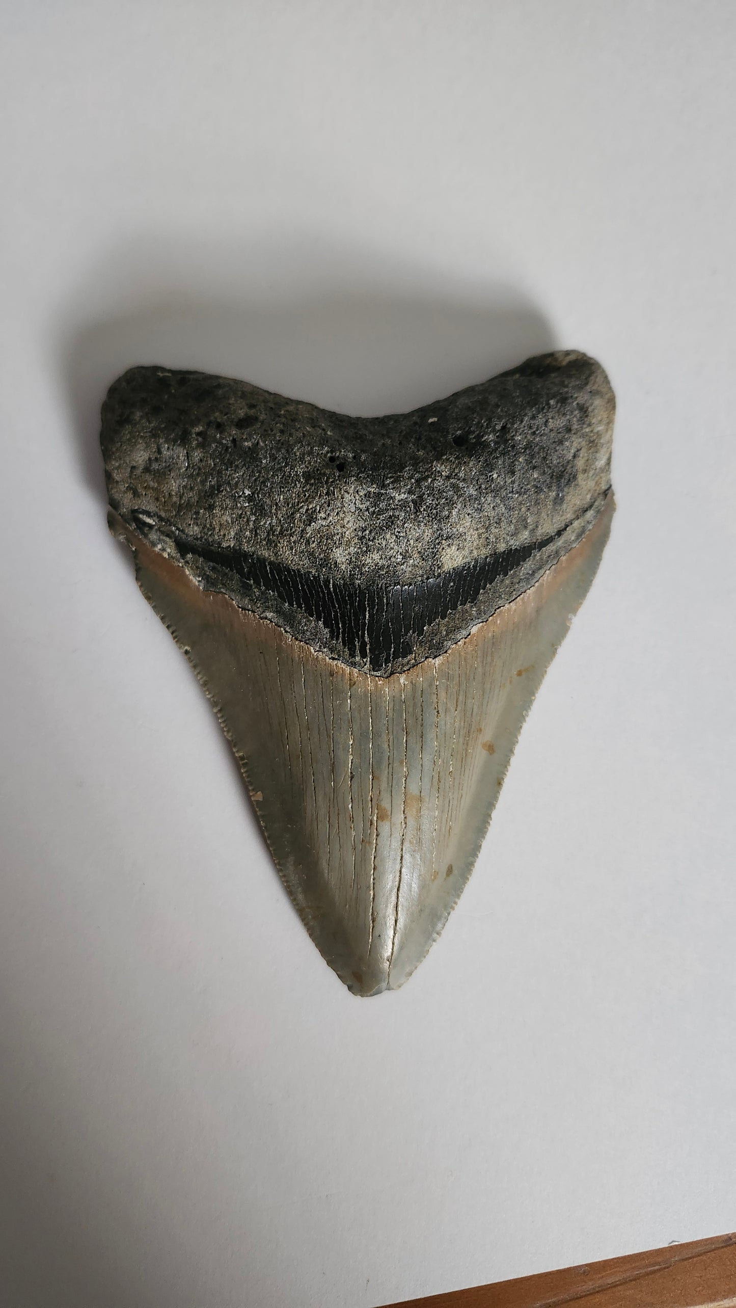 4.5" Megaladon Tooth