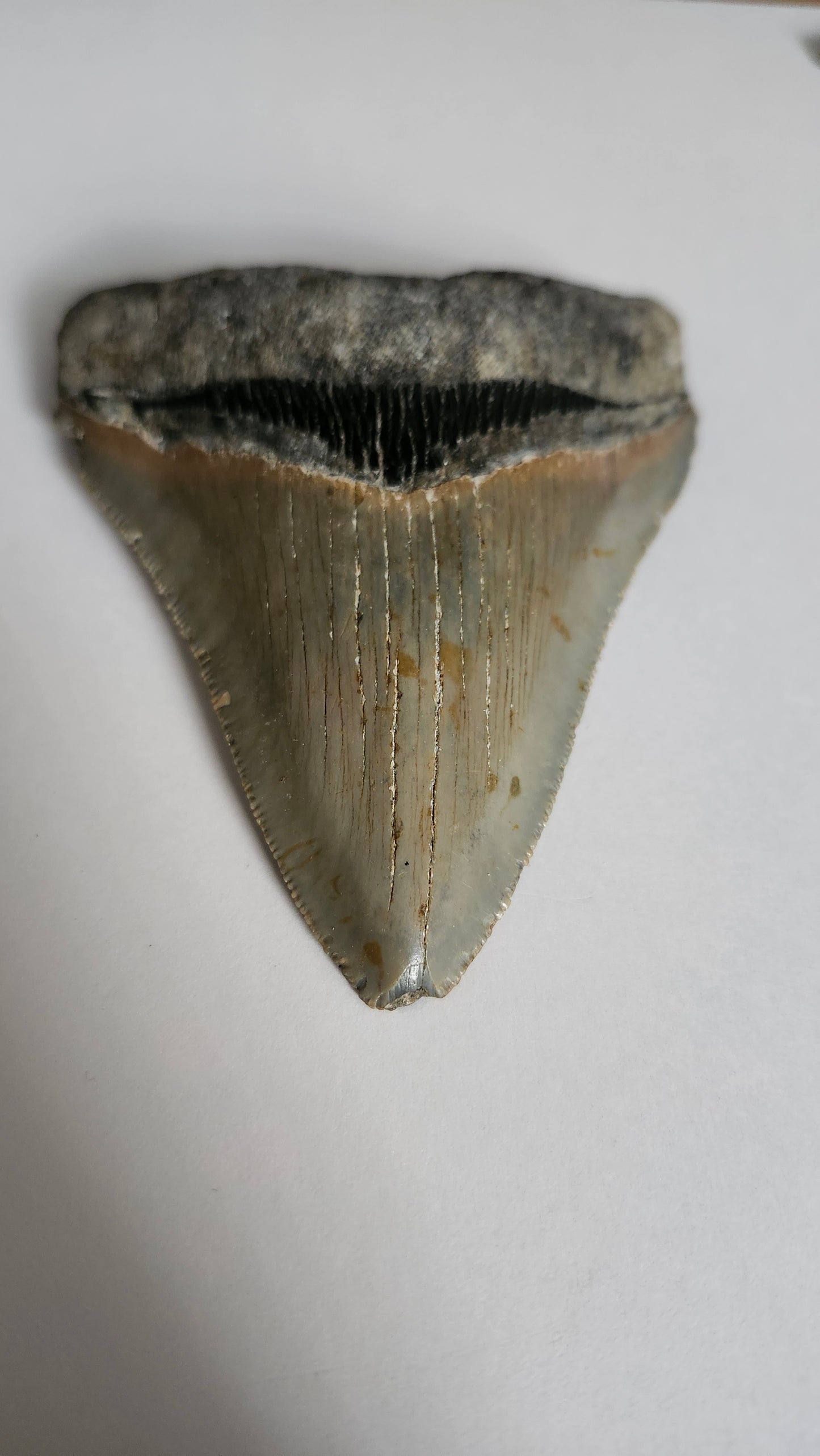 4.5" Megaladon Tooth