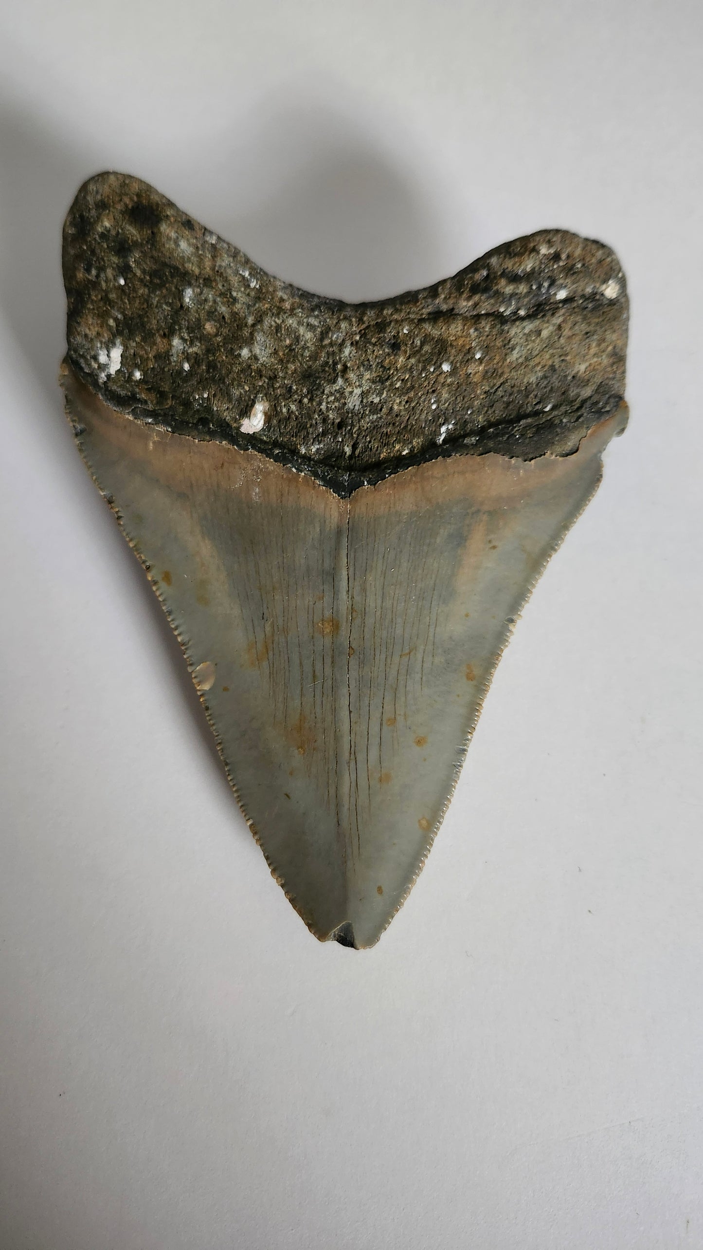 4.5" Megaladon Tooth