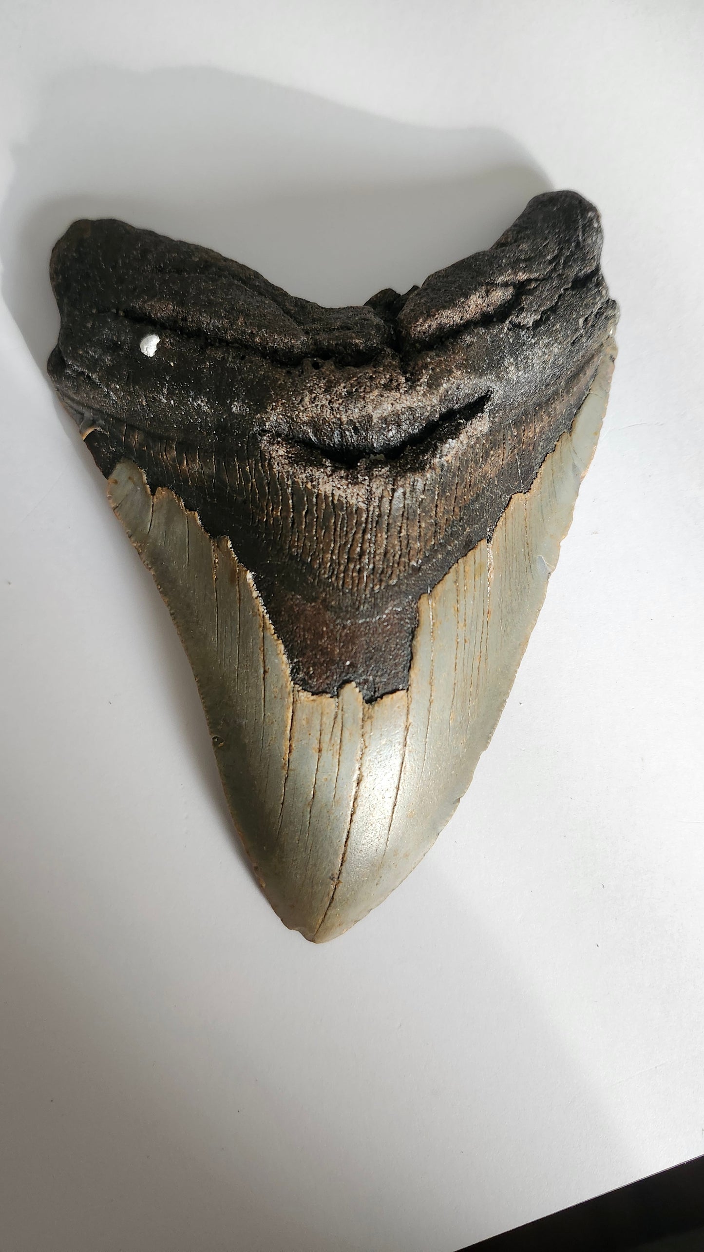 6.3" Megalodon Tooth