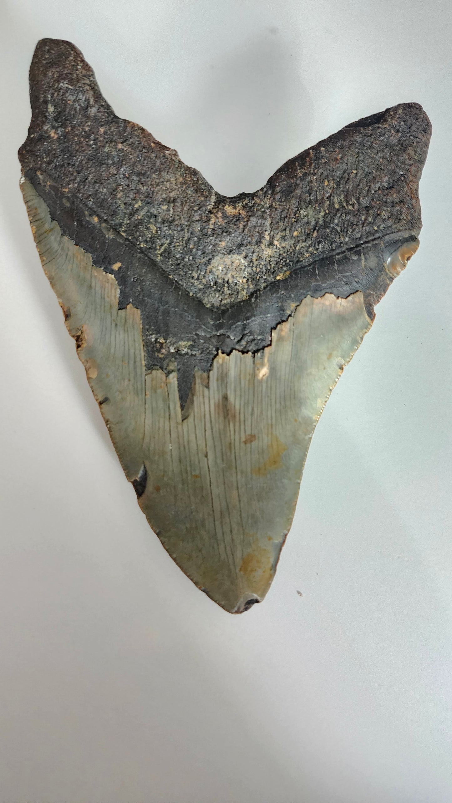 6.3" Megalodon Tooth
