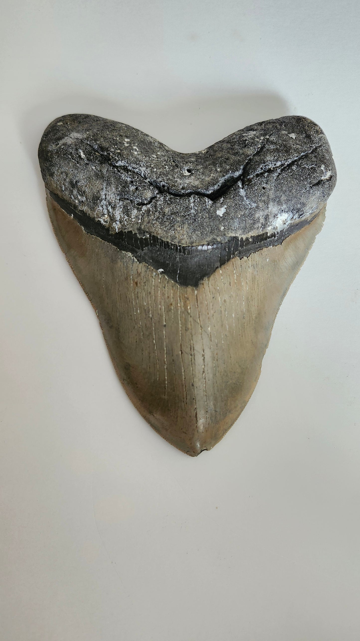 5.9"×4.6" Megaladon Tooth