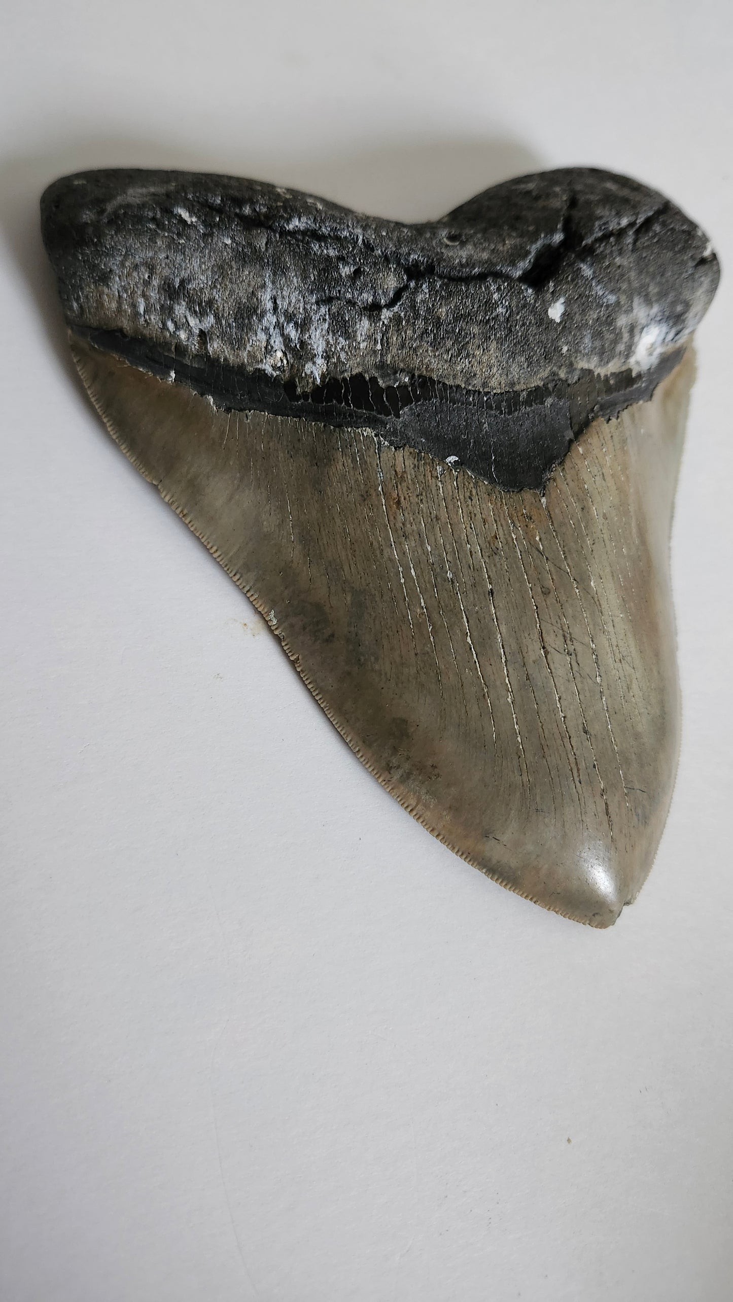 5.9"×4.6" Megaladon Tooth