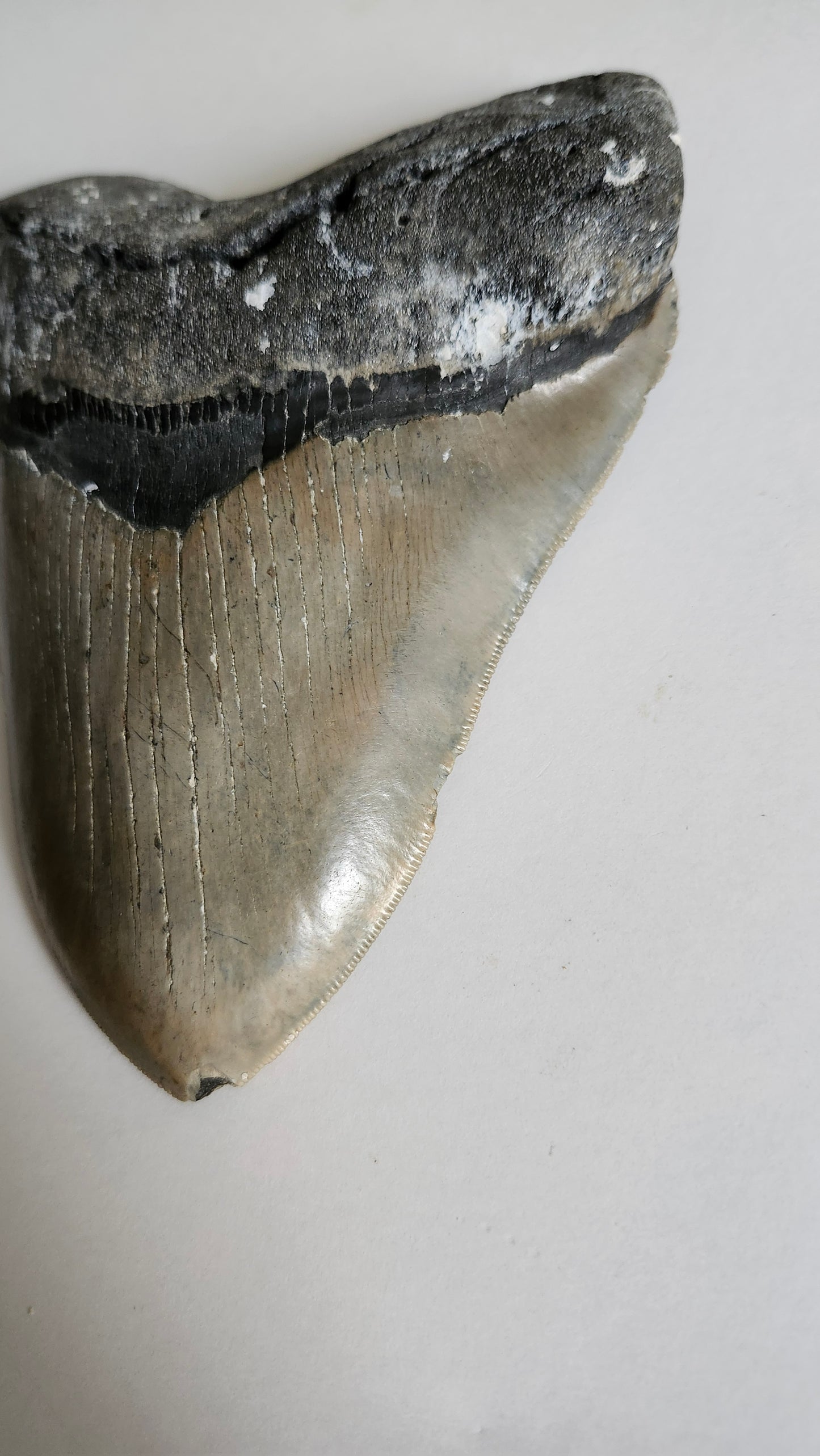 5.9"×4.6" Megaladon Tooth