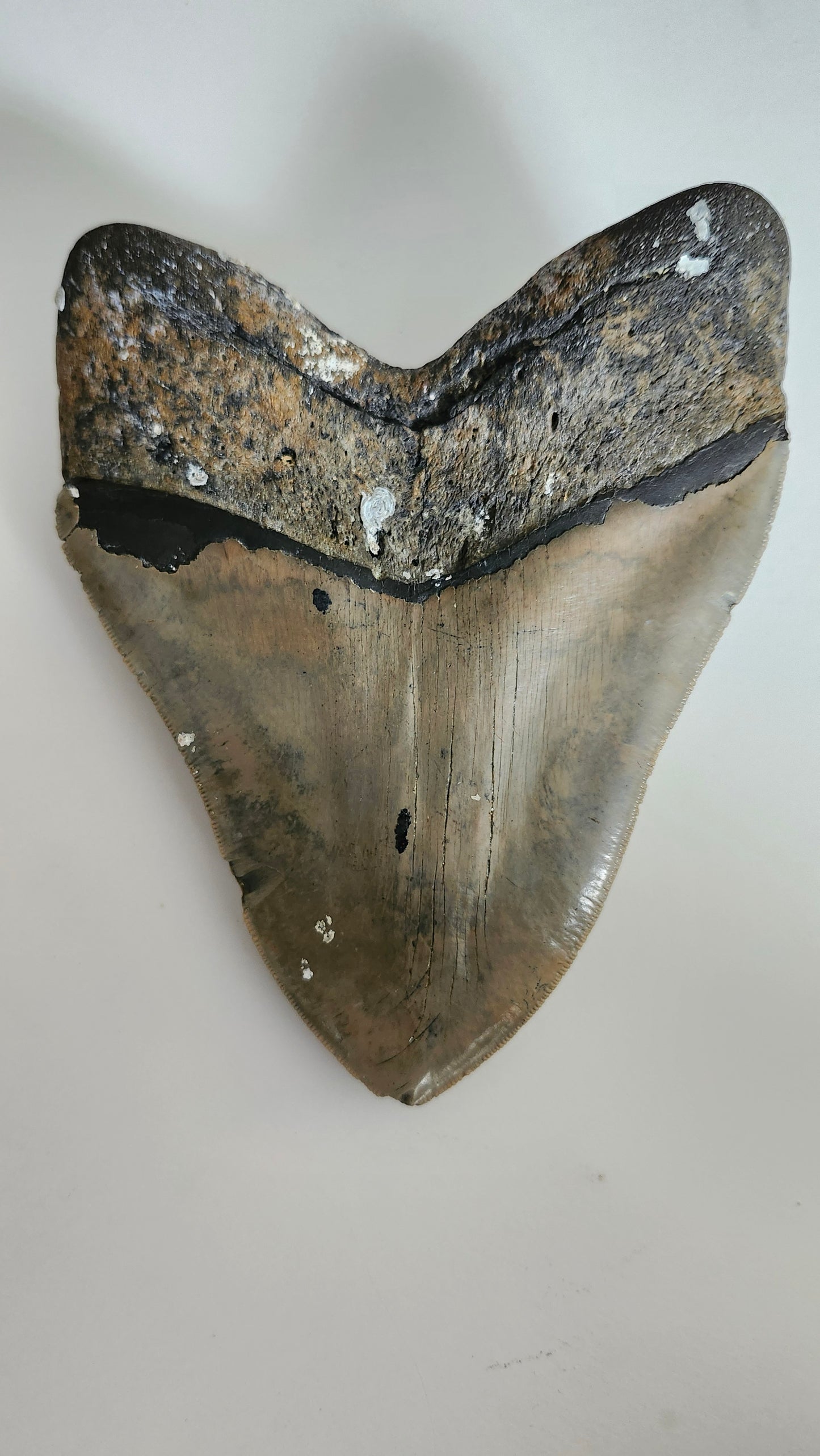 5.9"×4.6" Megaladon Tooth