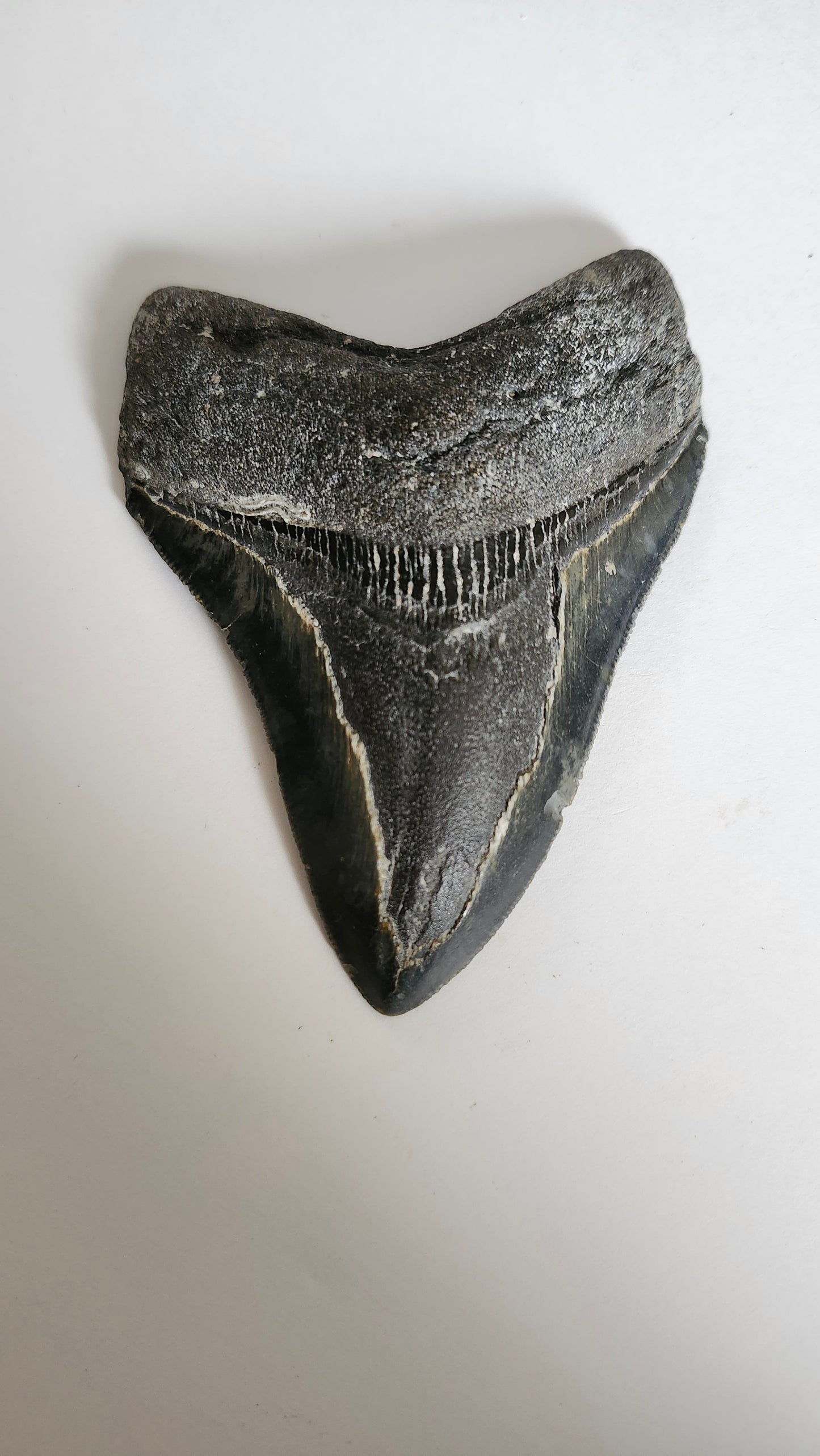 4.3" Megaladon Tooth