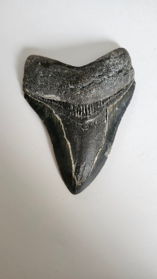 4.3" Megaladon Tooth