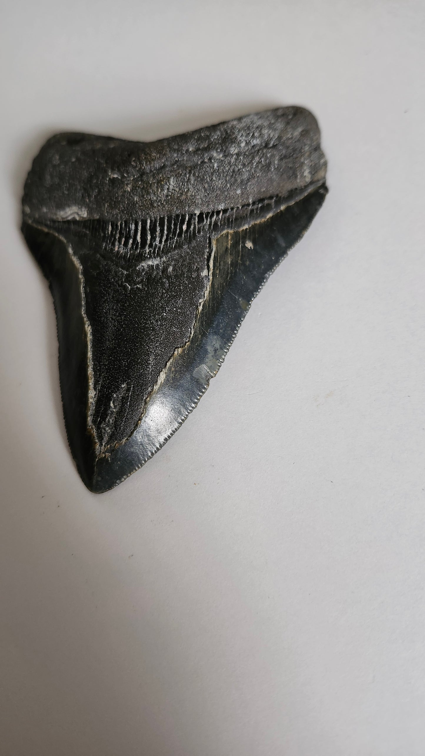 4.3" Megaladon Tooth