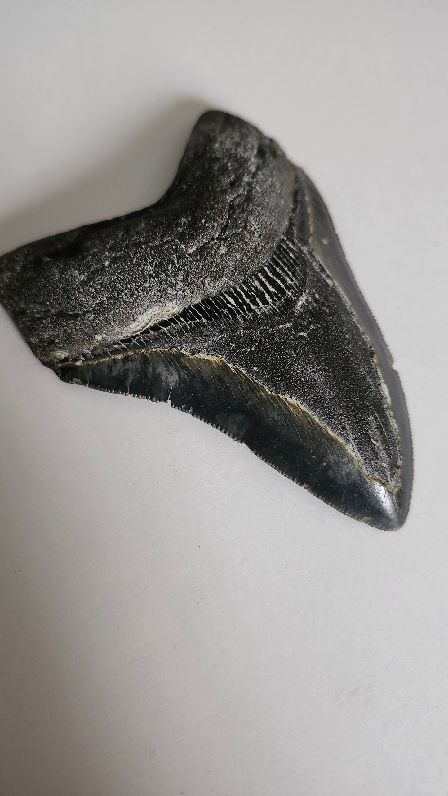 4.3" Megaladon Tooth