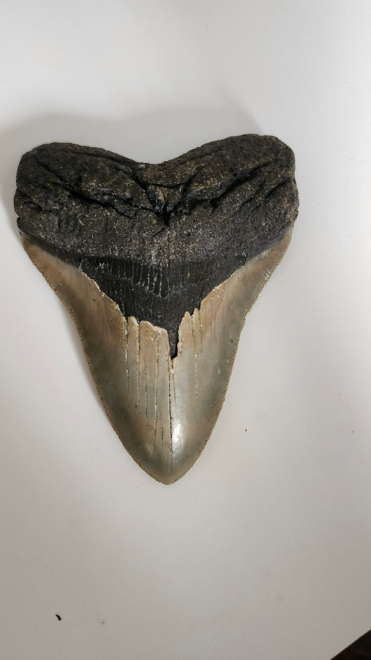 5.2" Megalodon Tooth