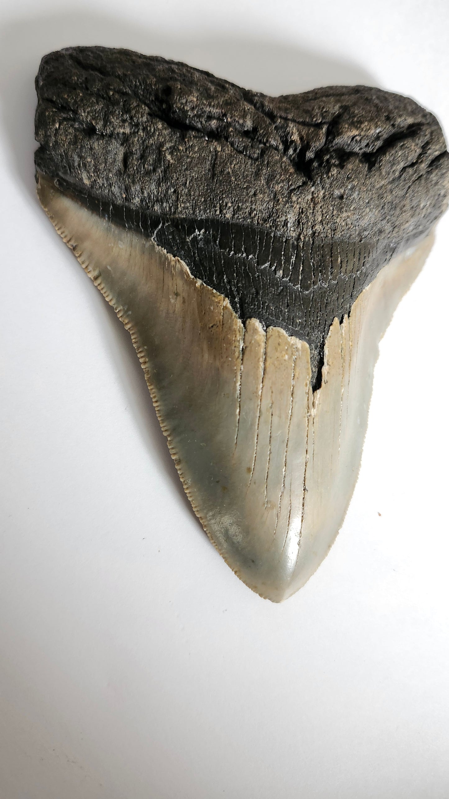 5.2" Megalodon Tooth