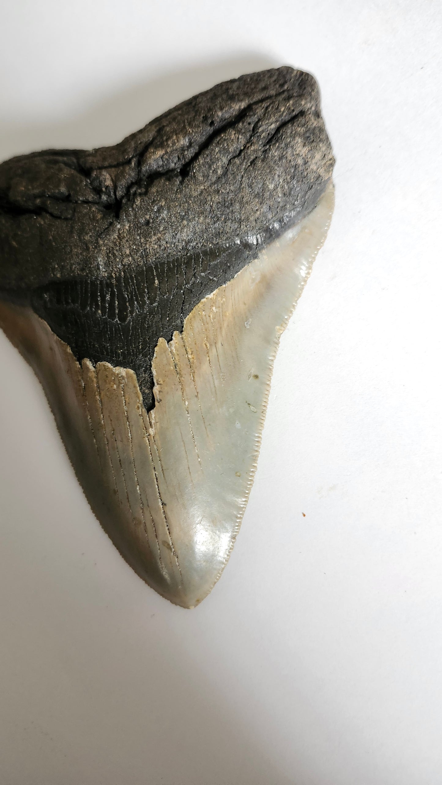 5.2" Megalodon Tooth