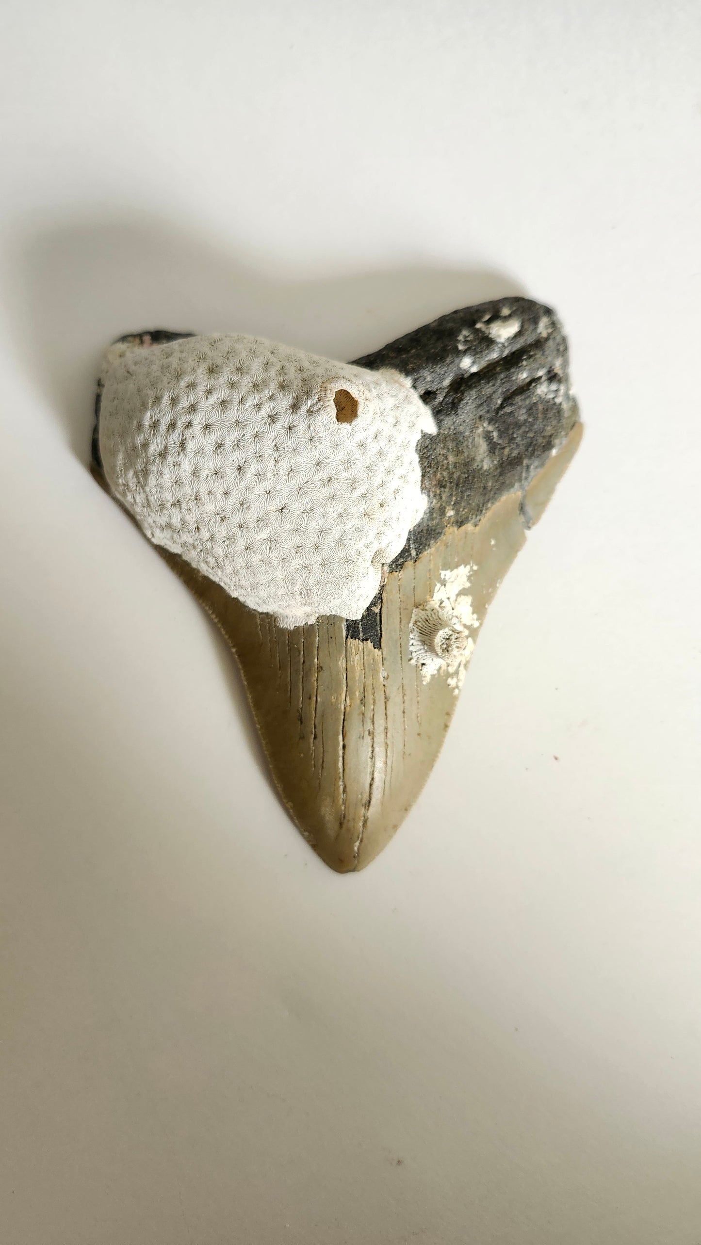 4.7" Megaladon Tooth
