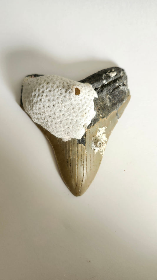 4.7" Megaladon Tooth