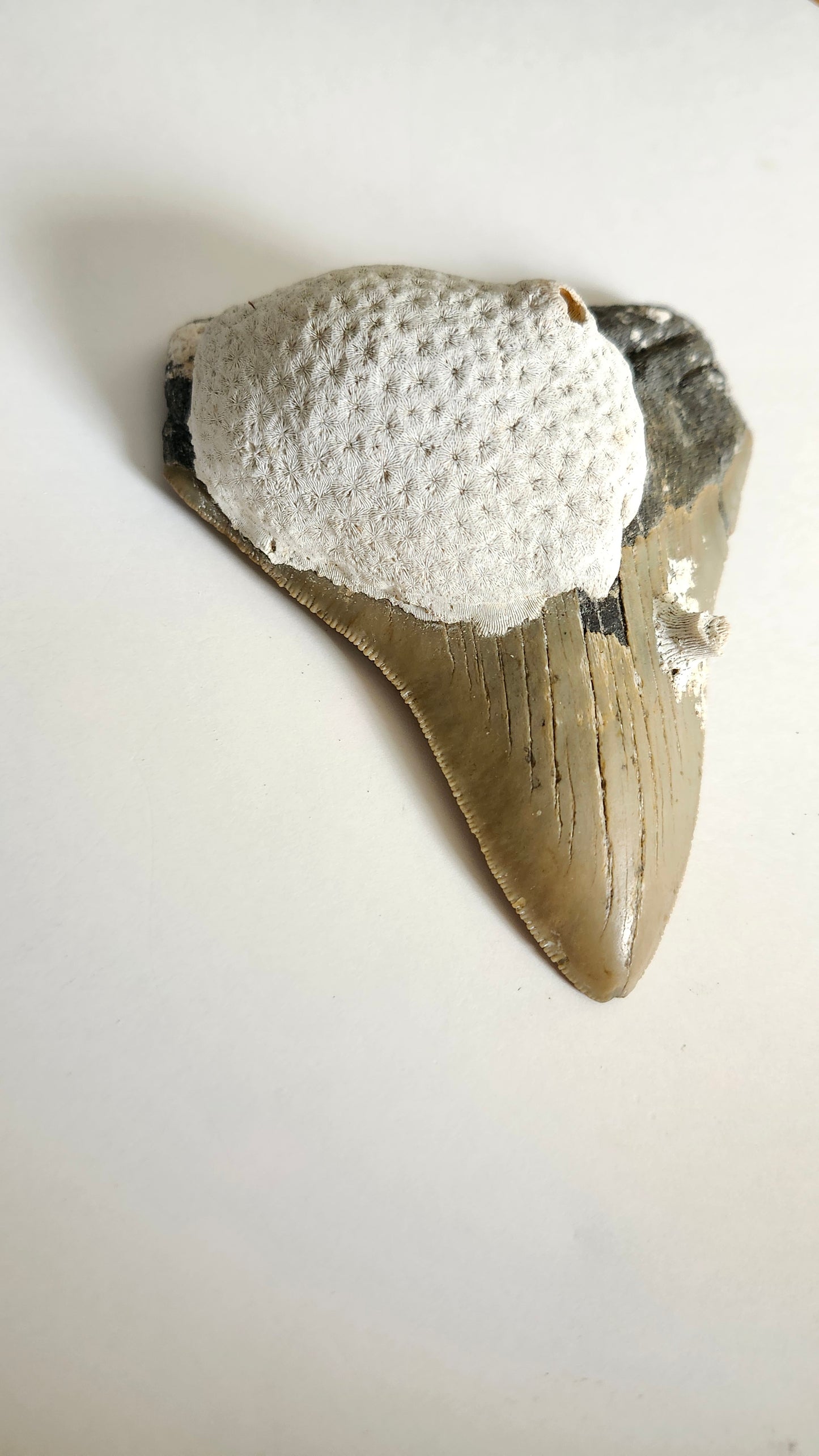 4.7" Megaladon Tooth