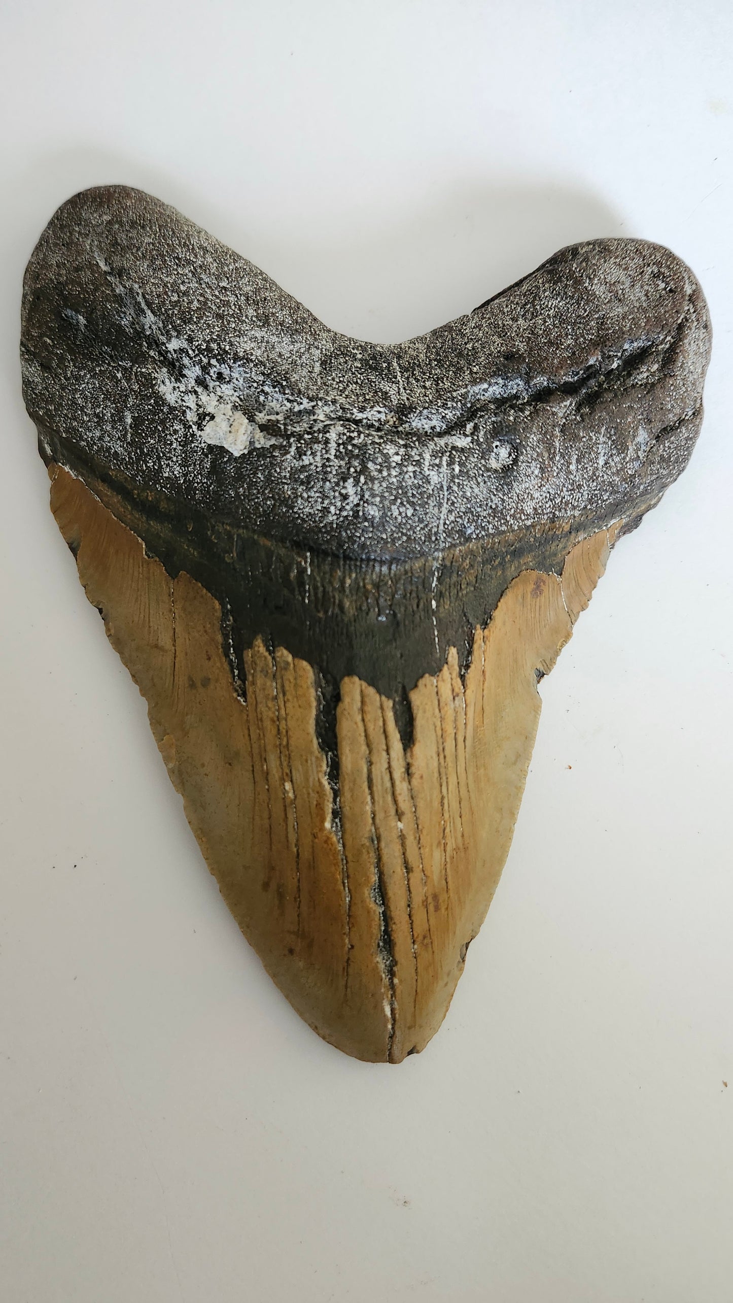 6.8"× 5.1" Megalodon Tooth