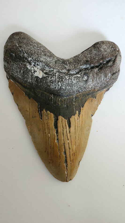 6.8"× 5.1" Megalodon Tooth