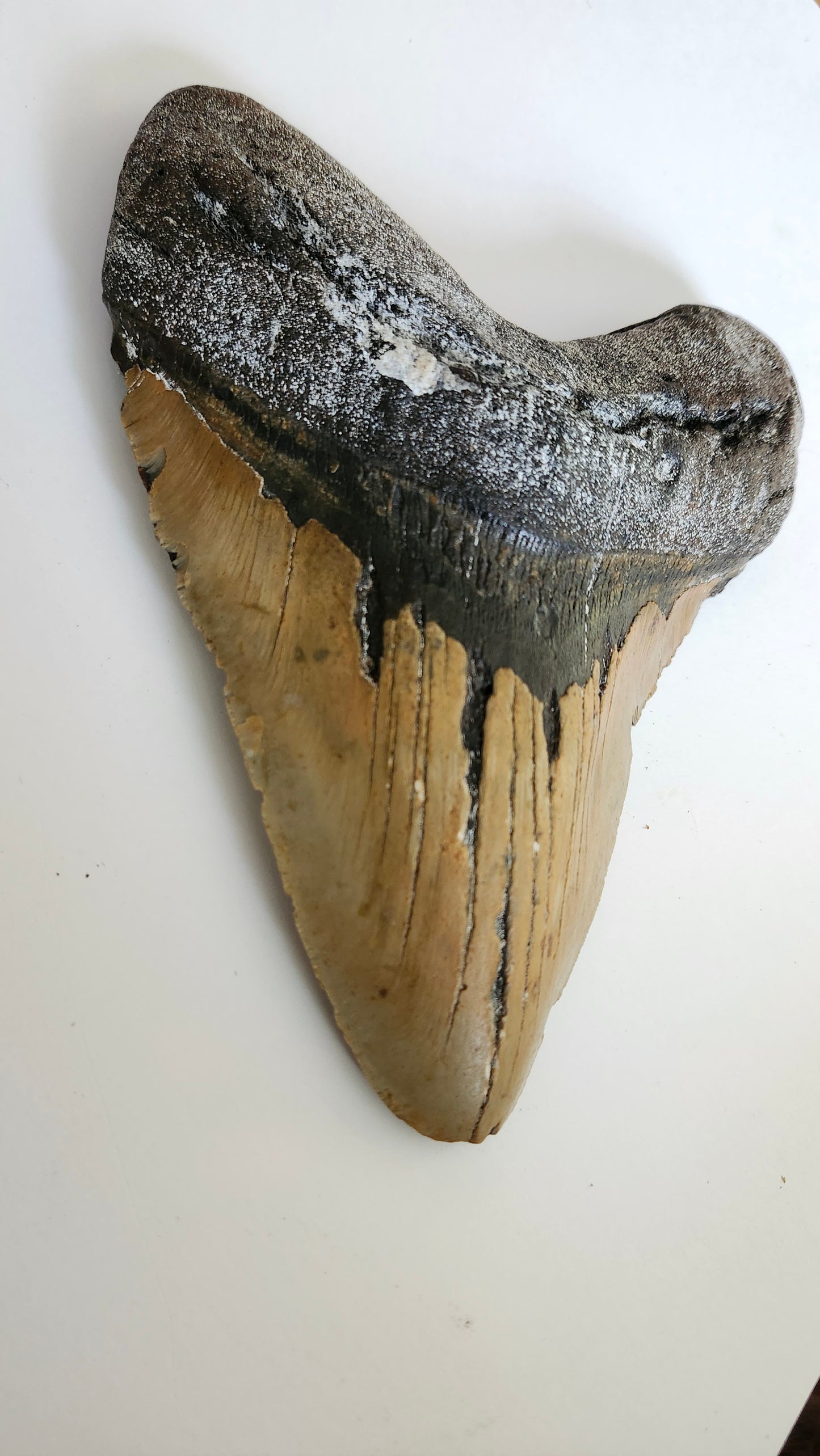 6.8"× 5.1" Megalodon Tooth