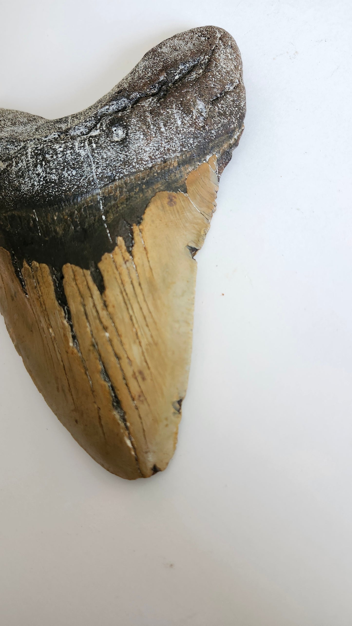 6.8"× 5.1" Megalodon Tooth