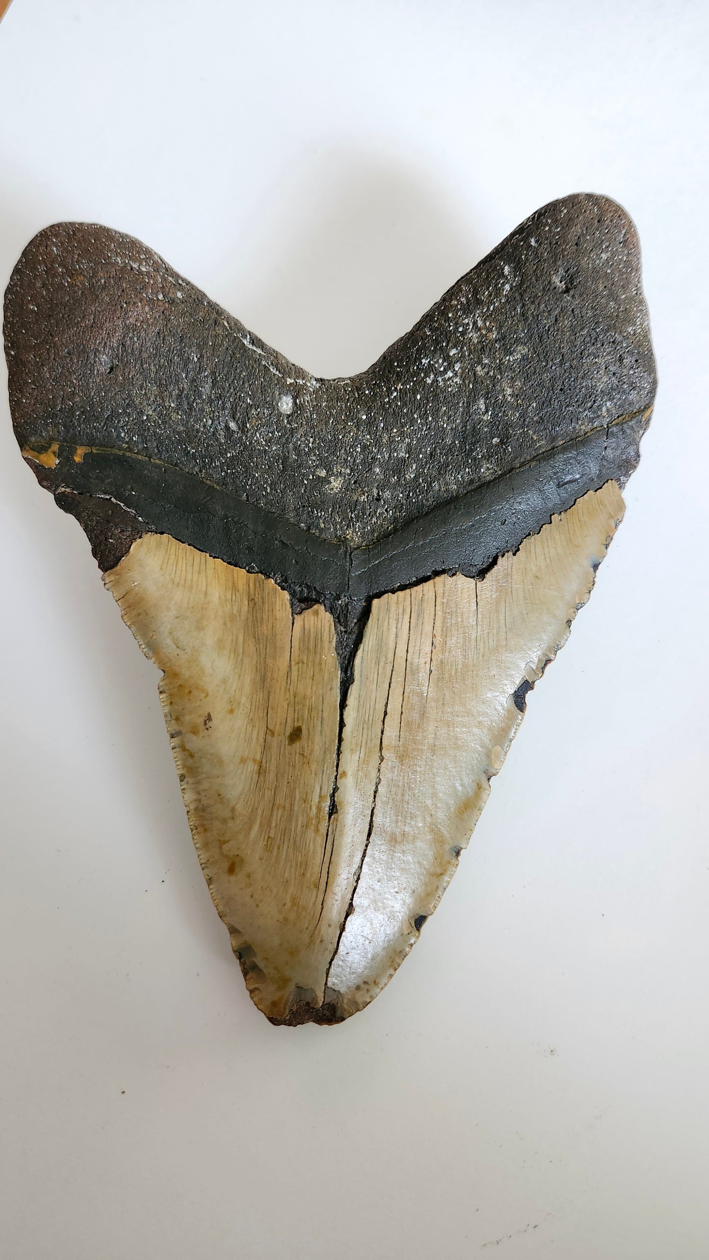 6.8"× 5.1" Megalodon Tooth