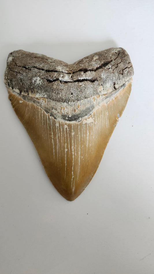 5.85"×4.6" Megaladon Tooth