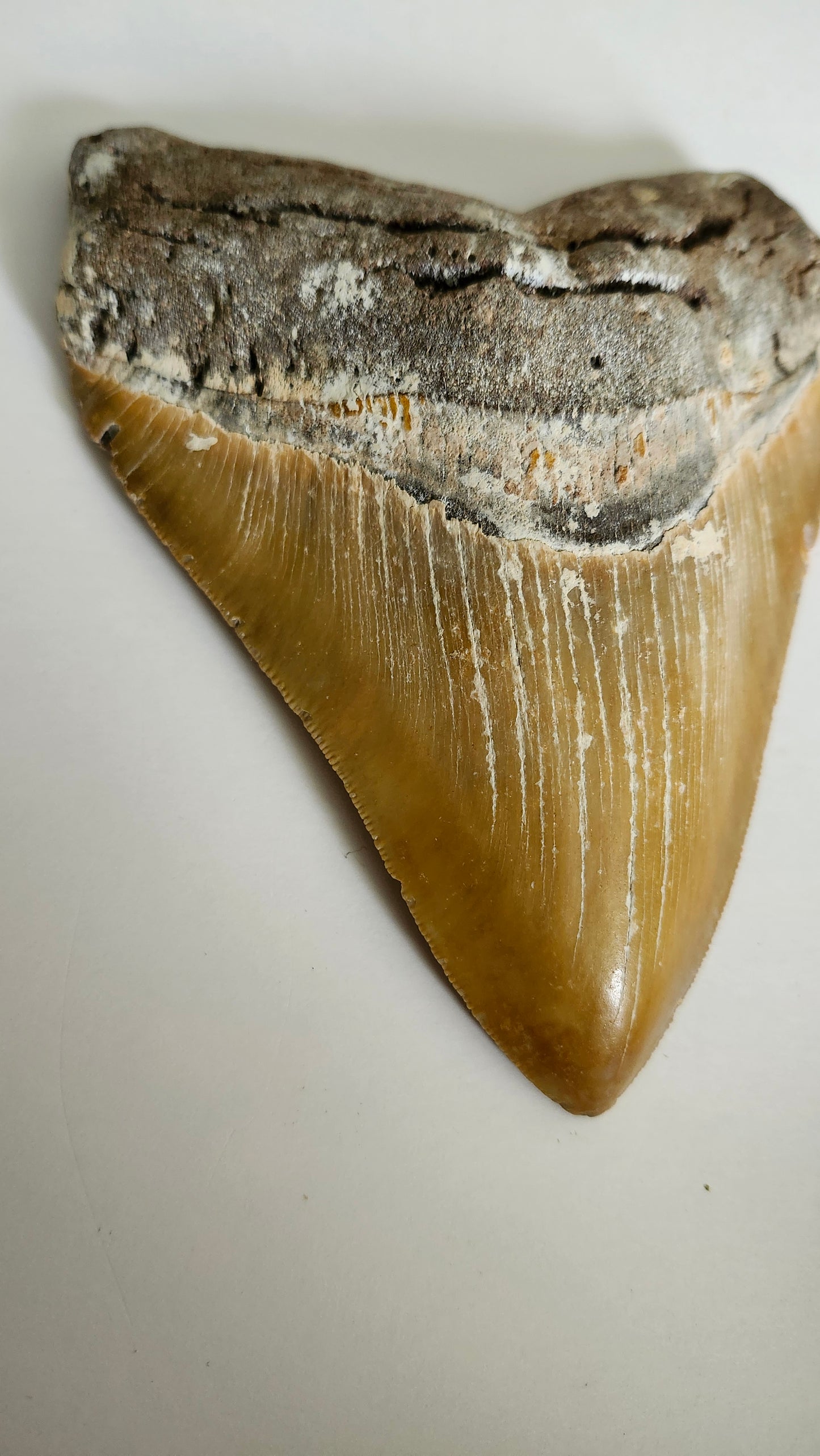 5.85"×4.6" Megaladon Tooth