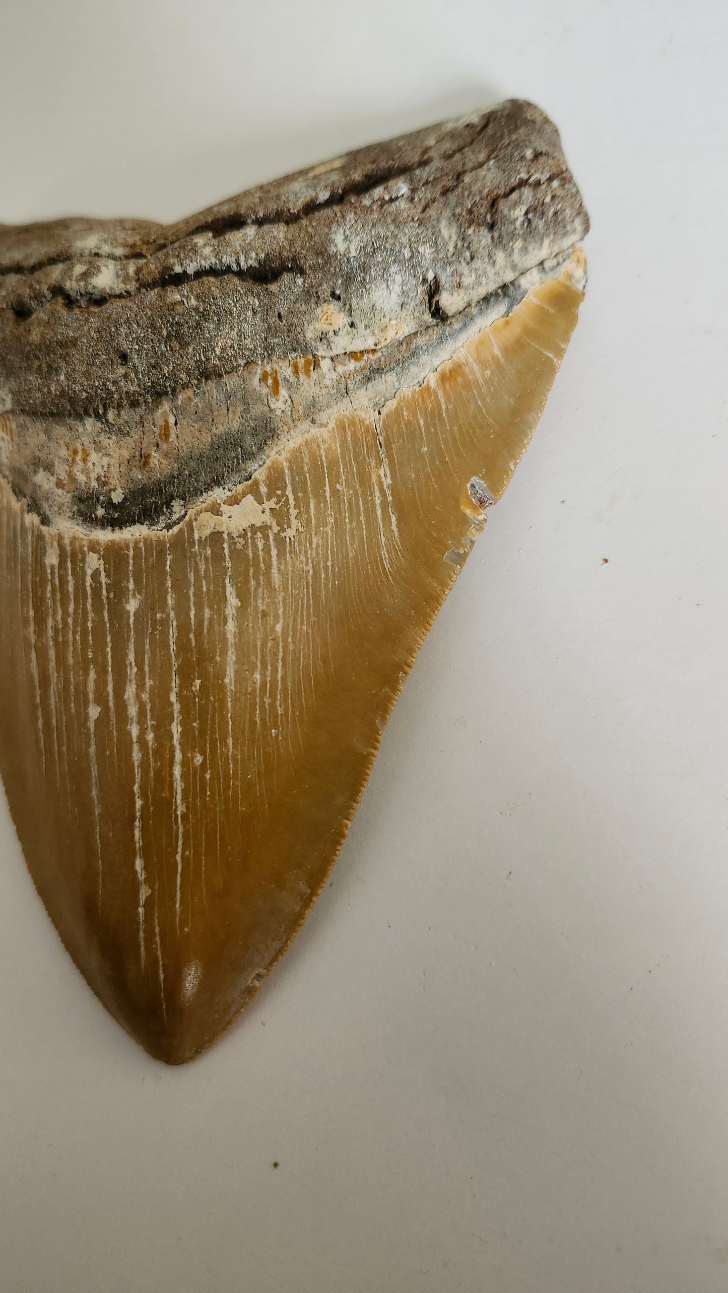 5.85"×4.6" Megaladon Tooth