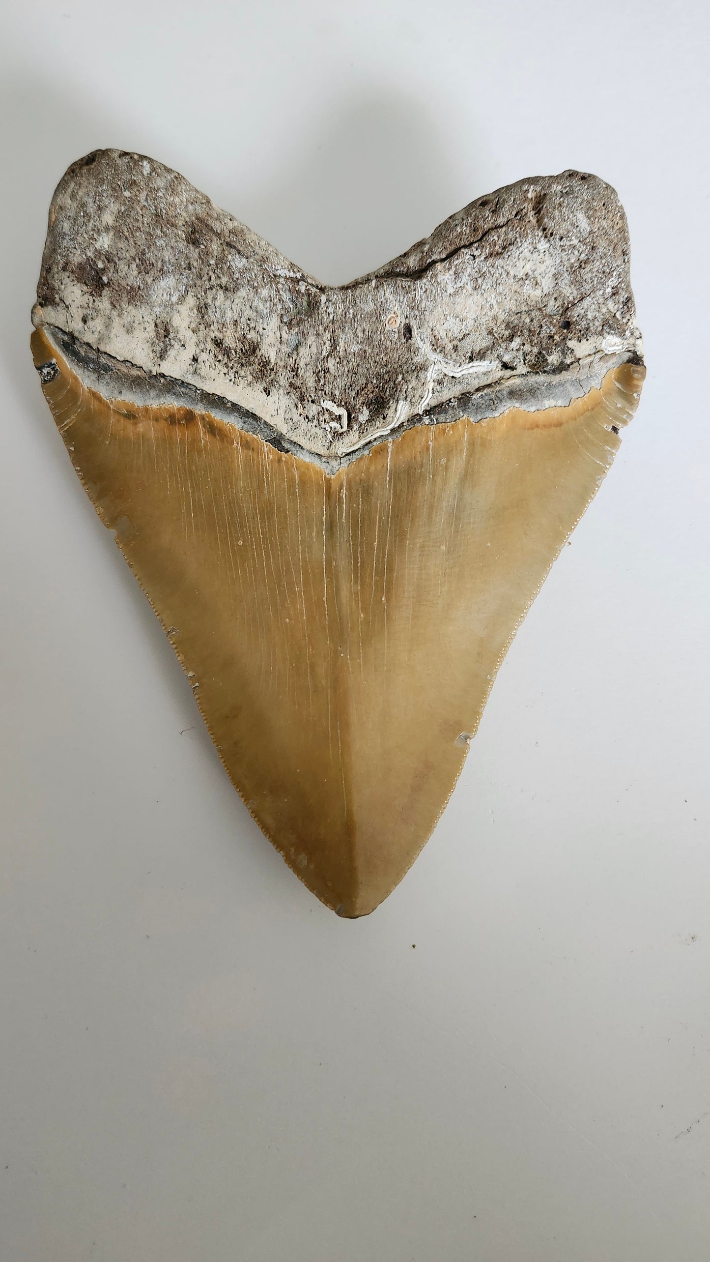 5.85"×4.6" Megaladon Tooth