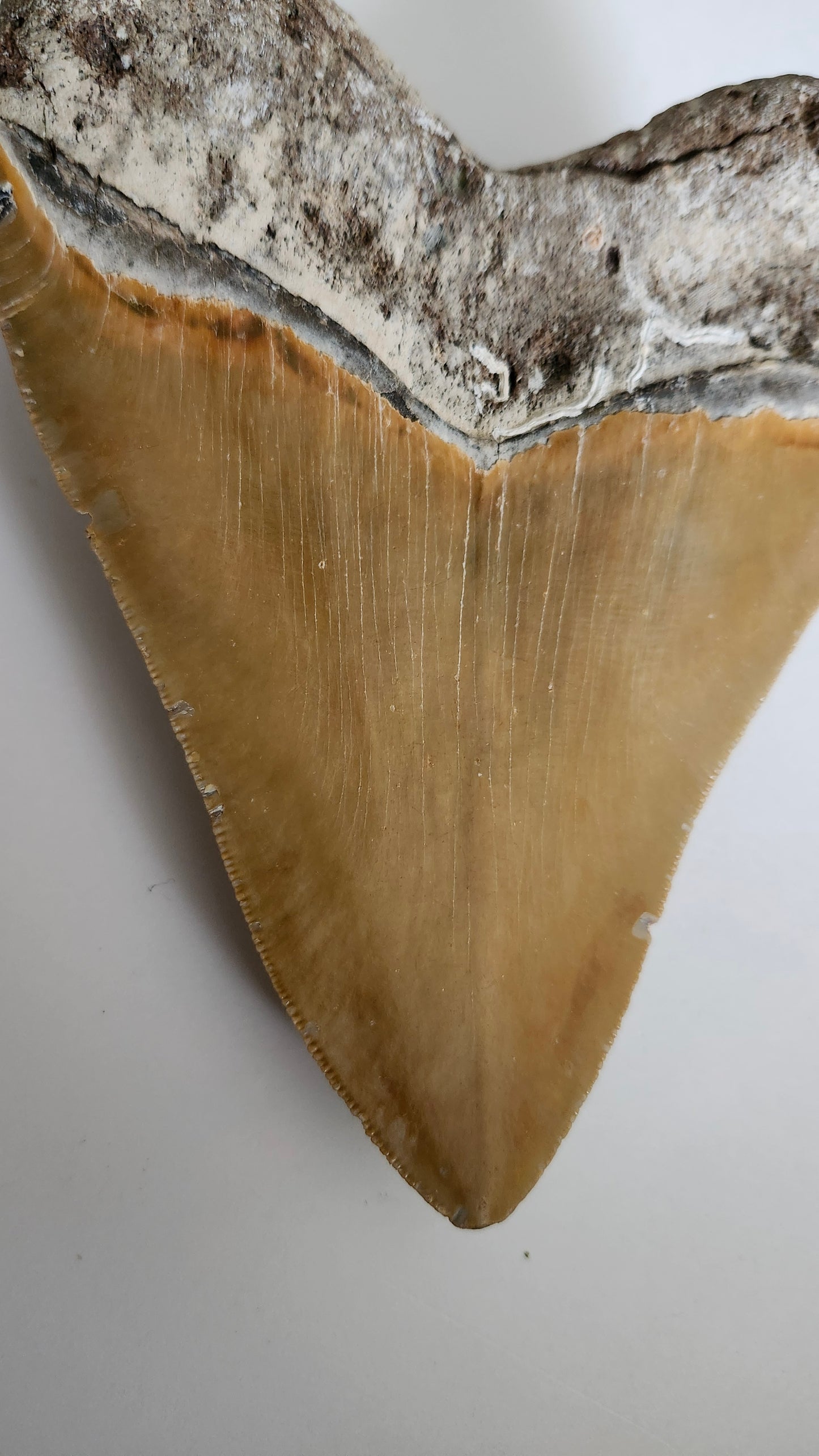 5.85"×4.6" Megaladon Tooth