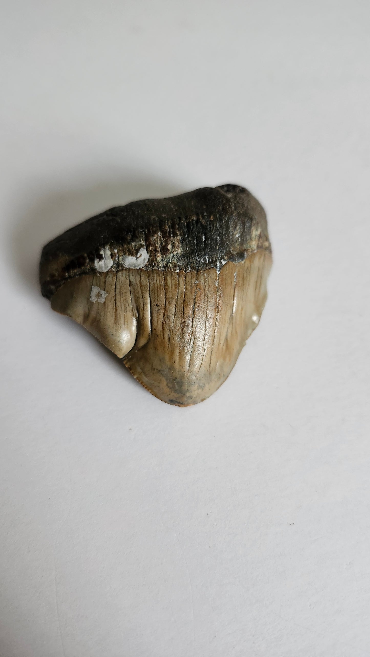 2.4"x 2.4" Pathological Megalodon Tooth