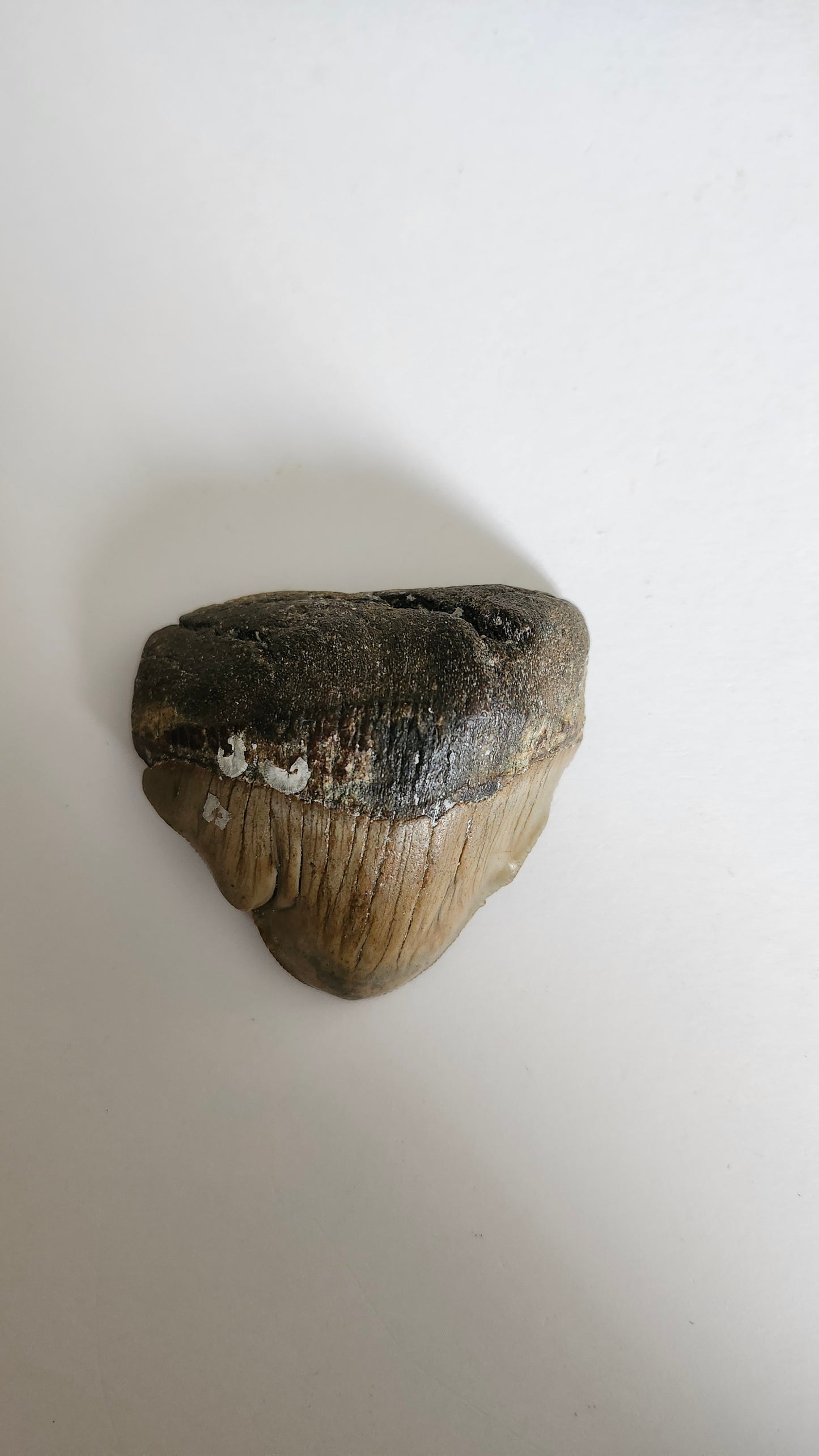 2.4"x 2.4" Pathological Megalodon Tooth