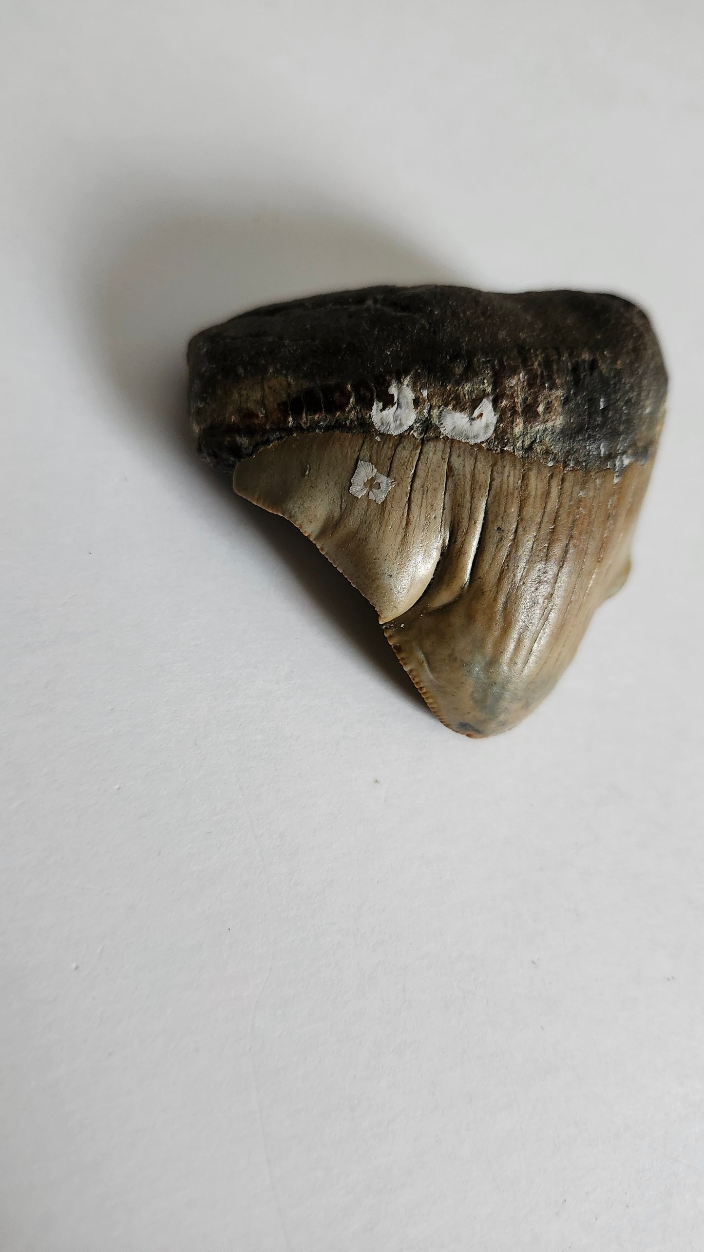 2.4"x 2.4" Pathological Megalodon Tooth