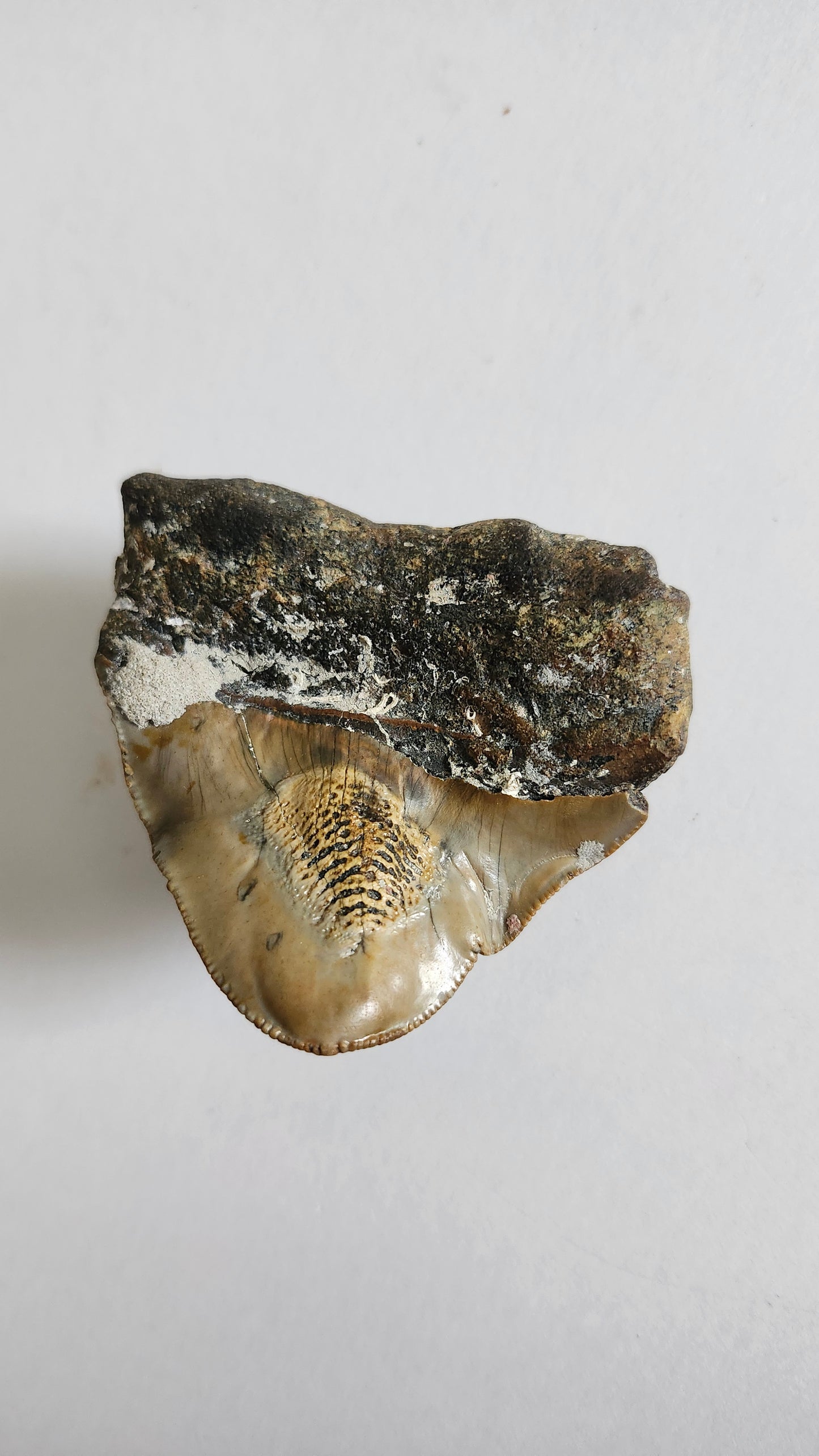 2.4"x 2.4" Pathological Megalodon Tooth