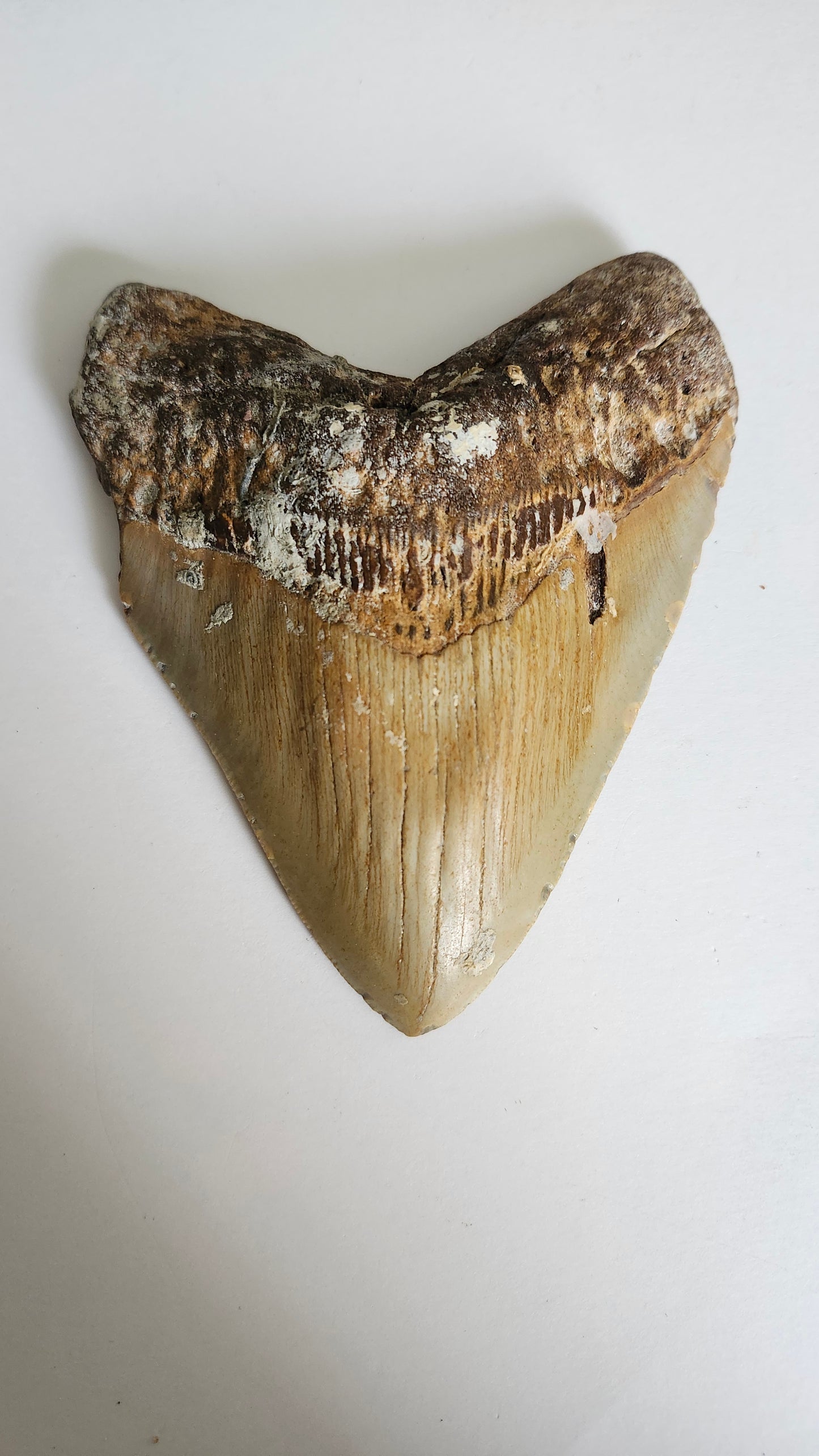 5.2" Megalodon Tooth