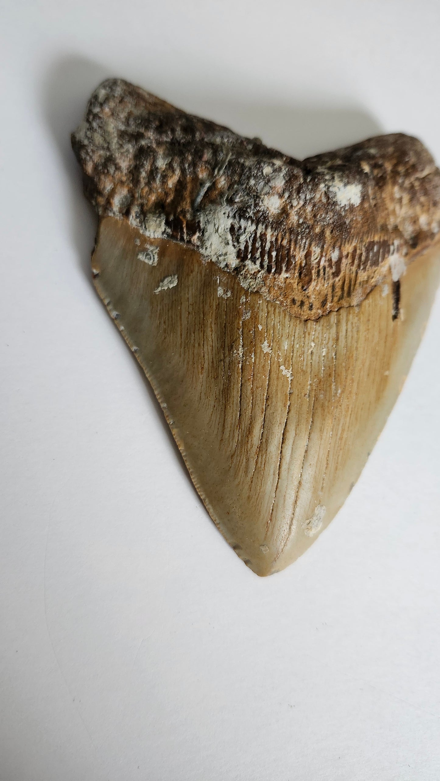 5.2" Megalodon Tooth