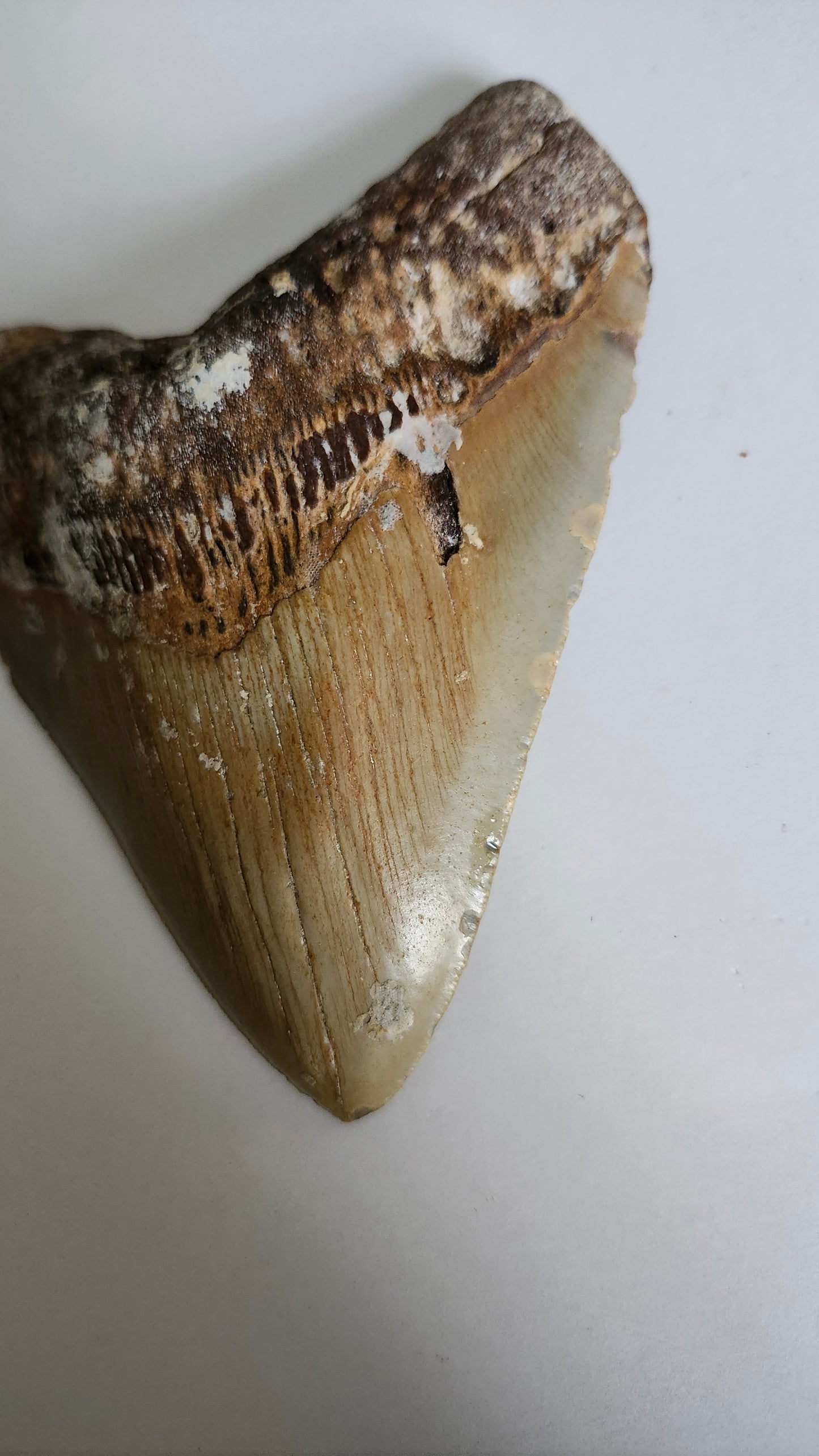 5.2" Megalodon Tooth