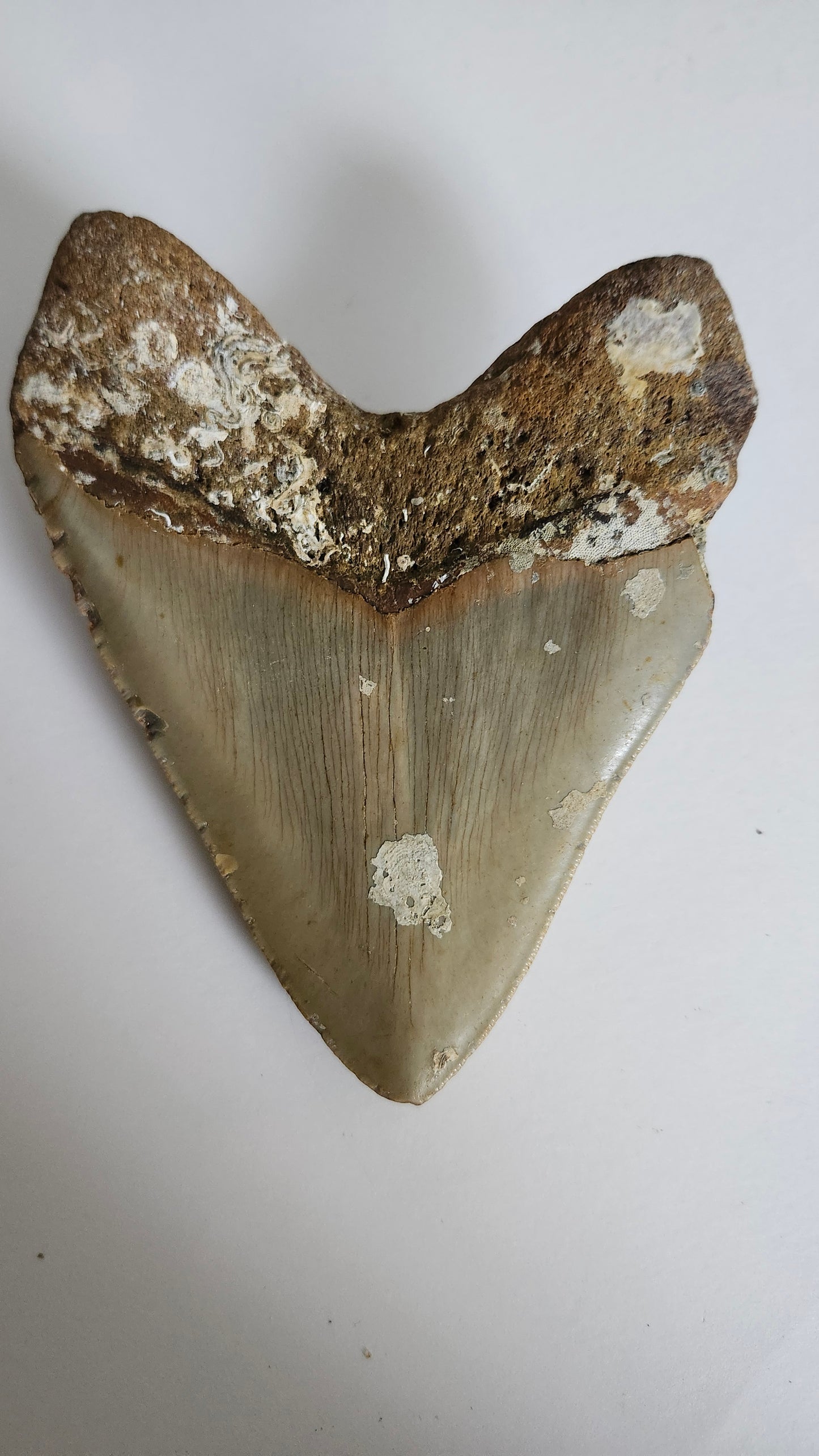 5.2" Megalodon Tooth