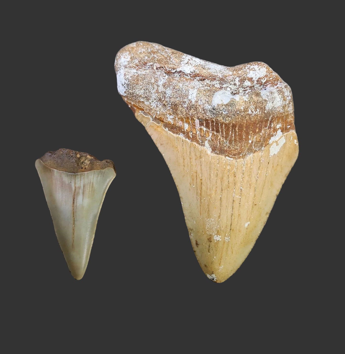 2.9"x 2.2" Megalodon Tooth- C44