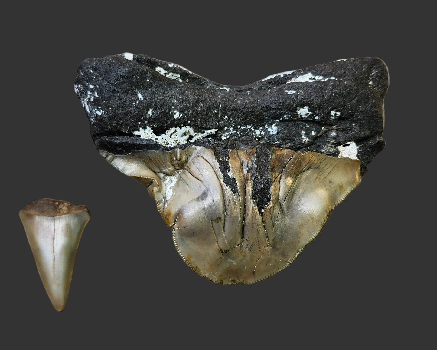 3.2"x 4.1" Pathological Tooth- O3