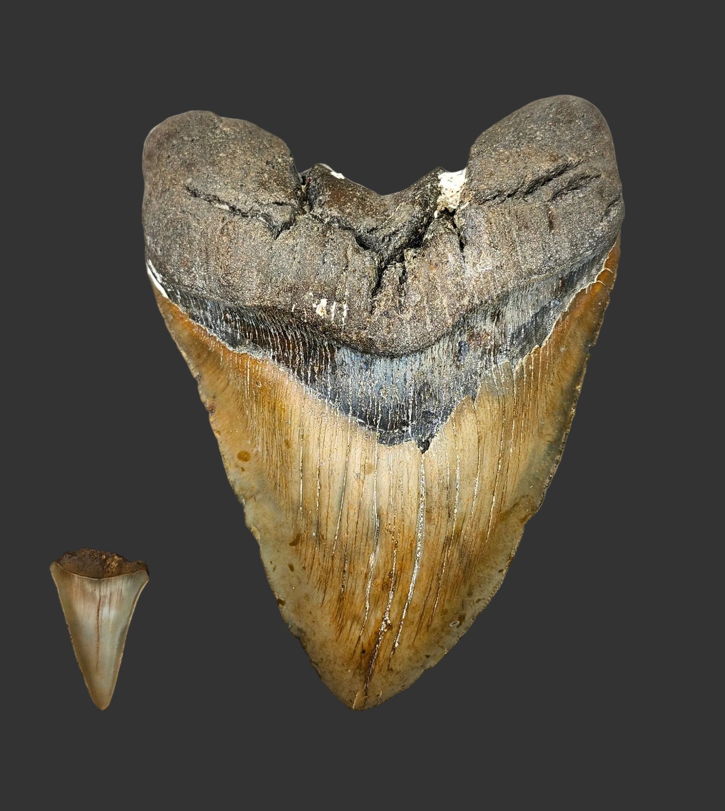 6.5"x 4.8" Megalodon Tooth- A23