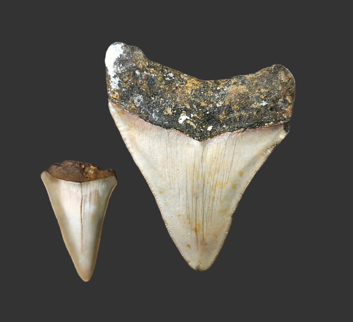 3"x 2.4" Megalodon Tooth- C24